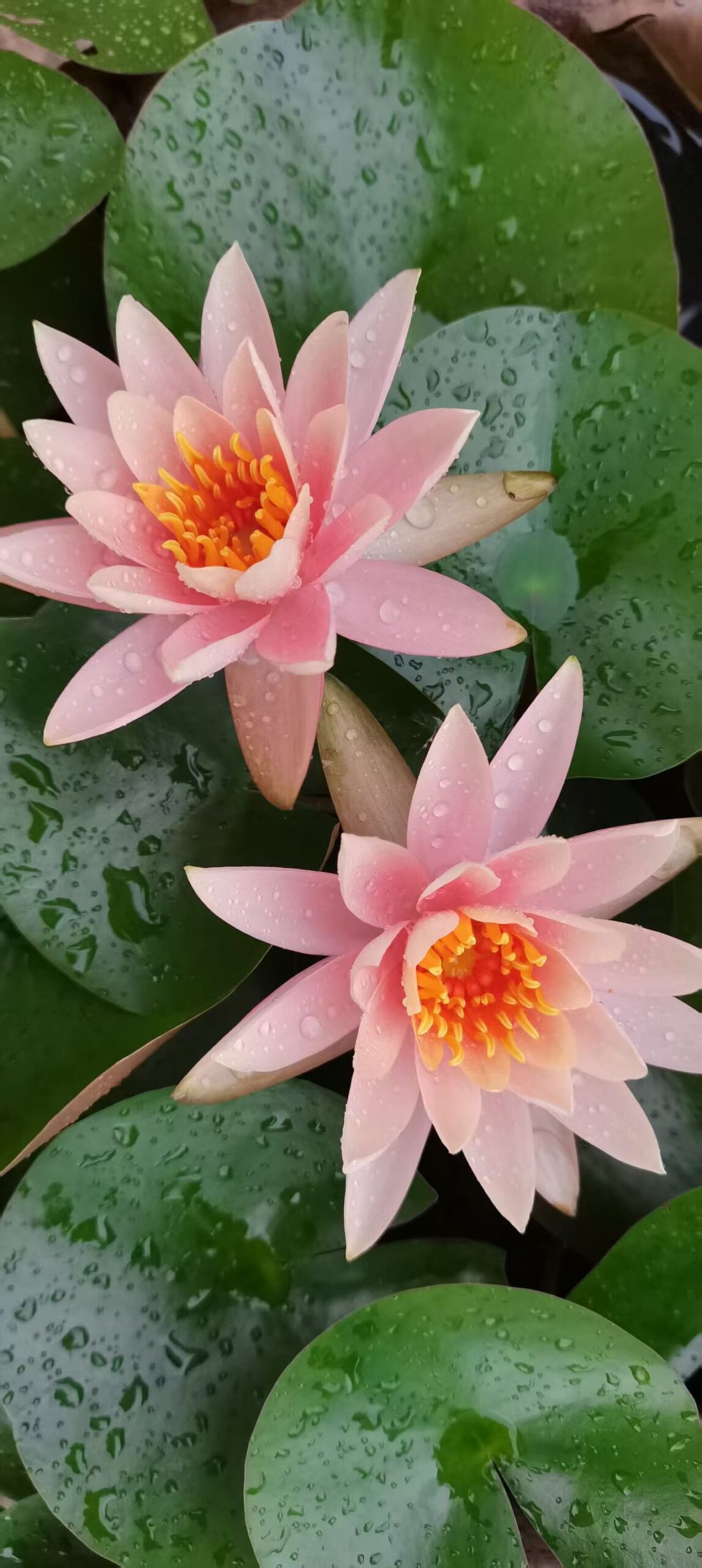 Pink water lily flowers inspiring OREYNE handwoven wire earrings