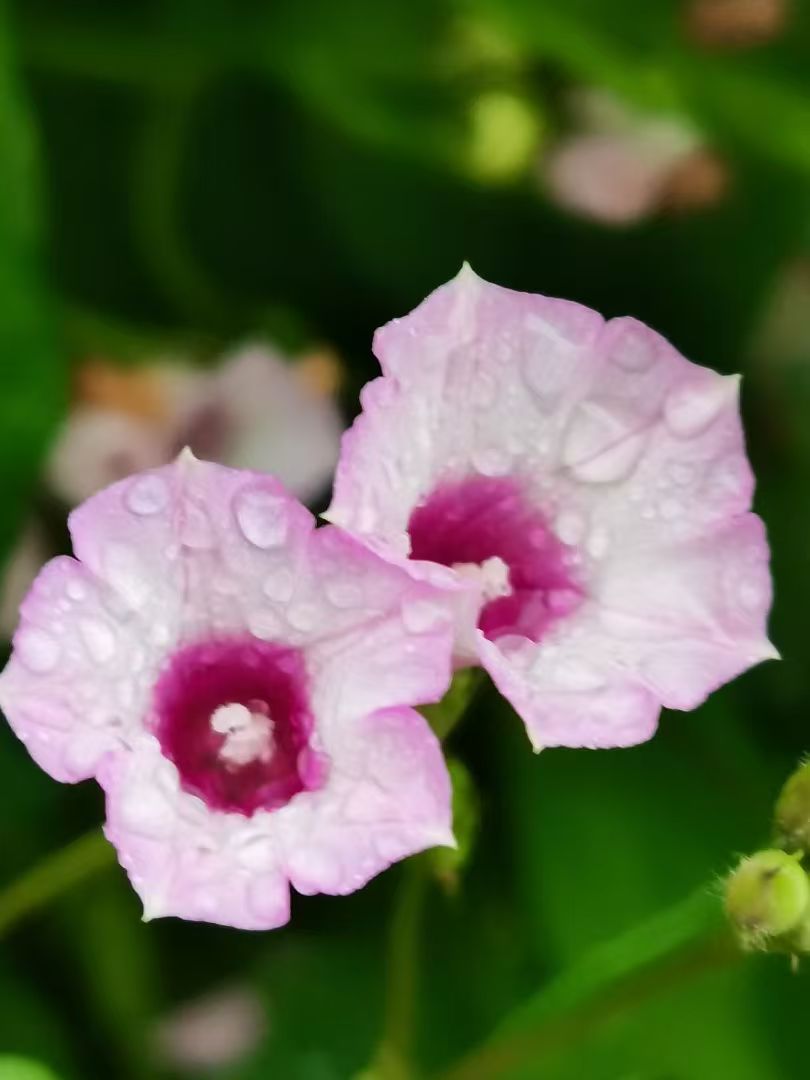 Morning glory flower inspiration for OREYNE handwoven metallic wire earrings