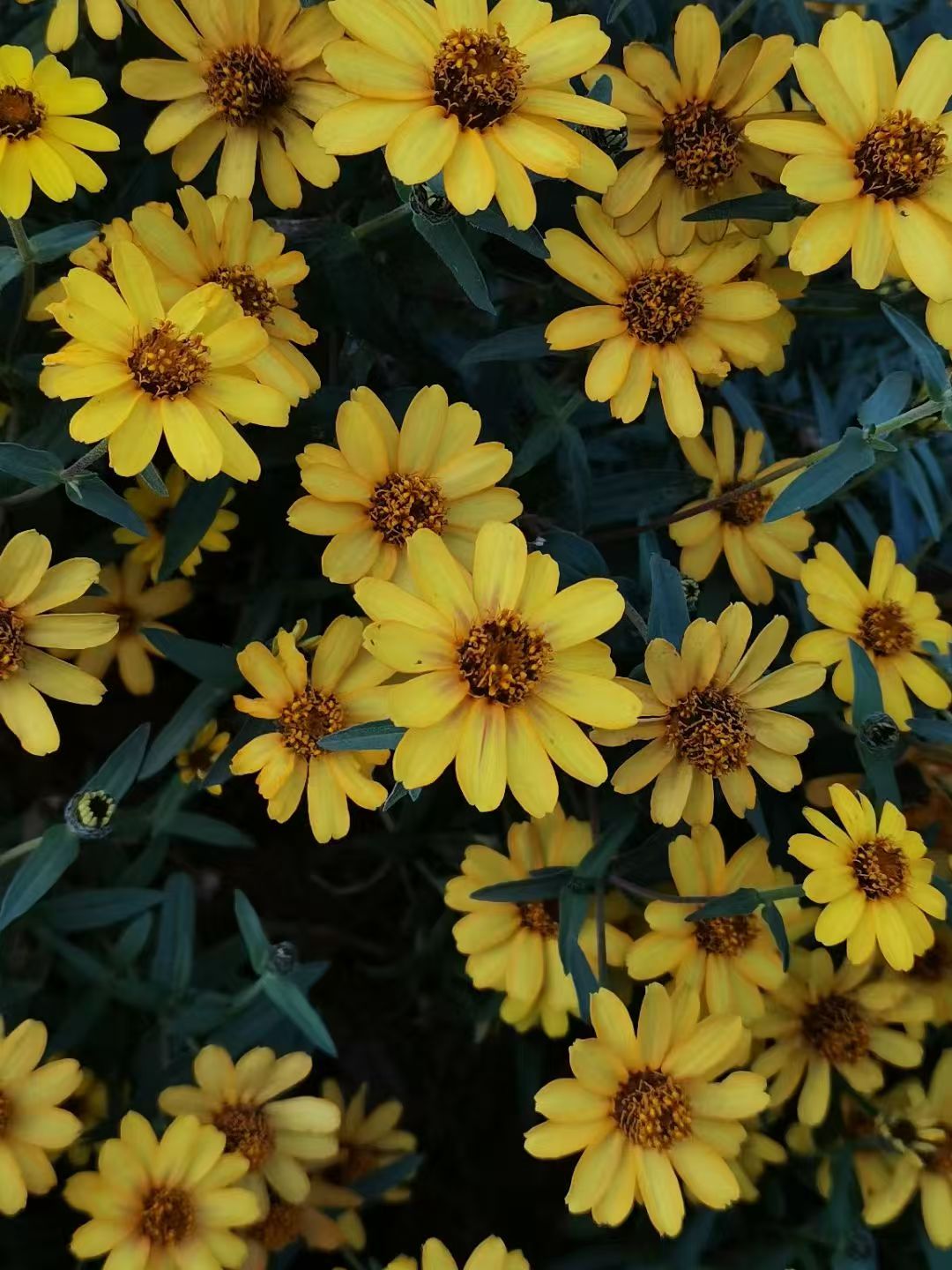 Golden yellow Coreopsis flowers inspiring OREYNE handwoven wire earrings
