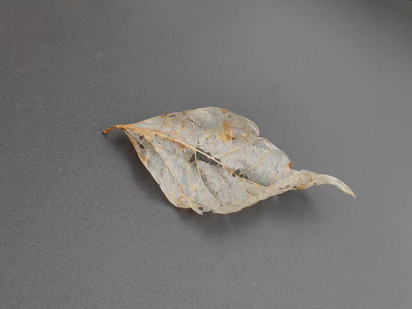 OREYNE handwoven silver-tone ruffled leaf brooch still life