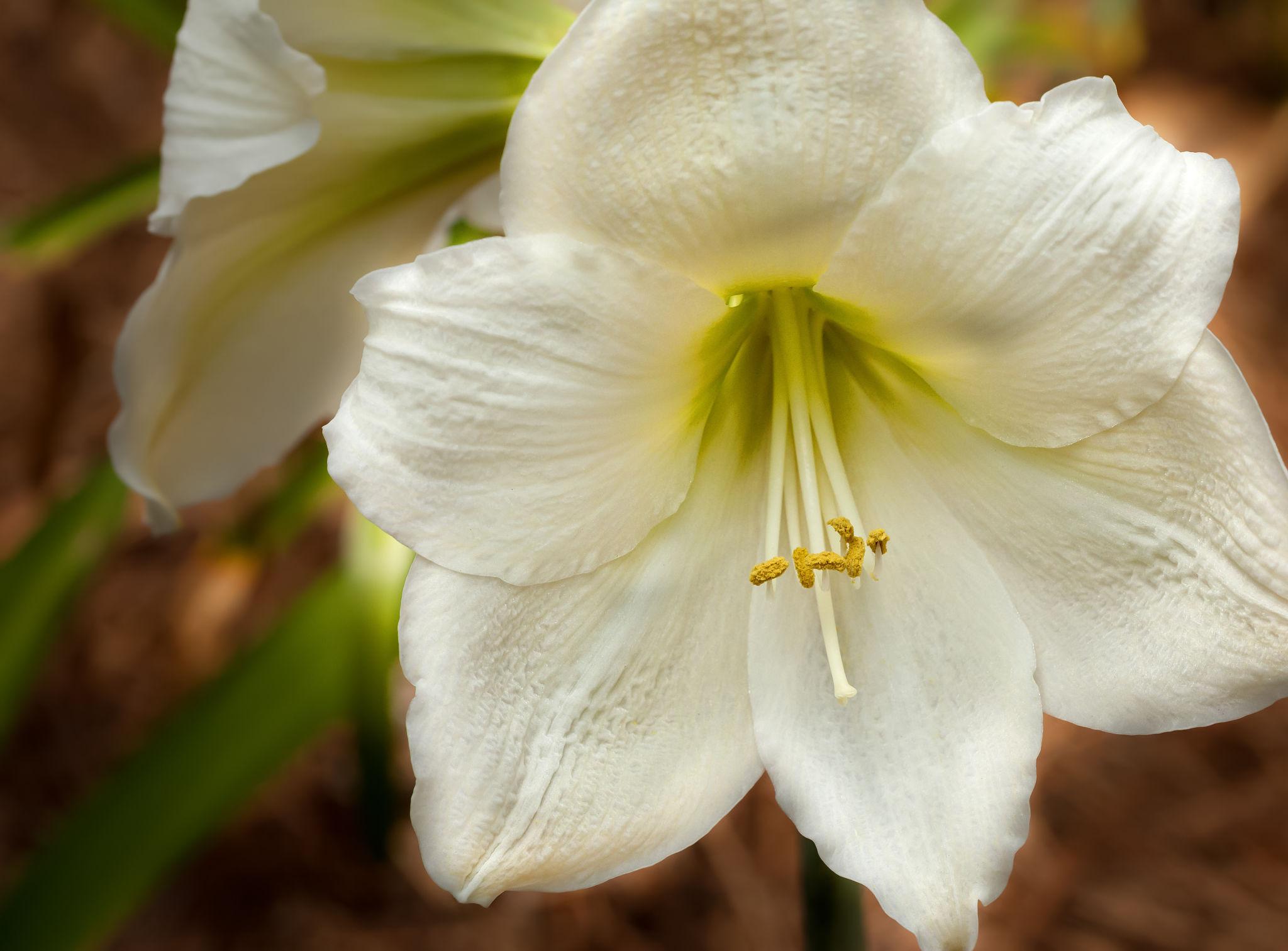 White amaryllis flower with broad curved petals, natural inspiration for OREYNE sculptural wire brooch