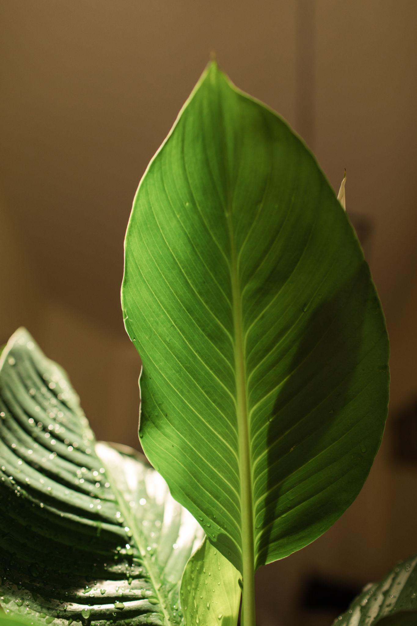 Licuala grandis fan palm leaf with pleated radiating lines, inspiration for OREYNE wire jewelry