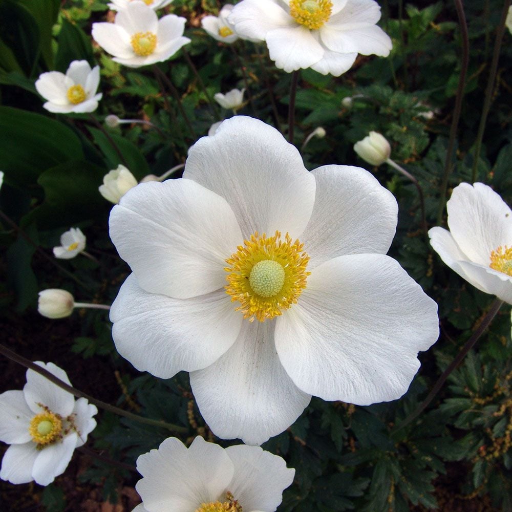 White Anemone sylvestris snowdrop windflower with five broad petals, natural inspiration for OREYNE handwoven wire jewelry