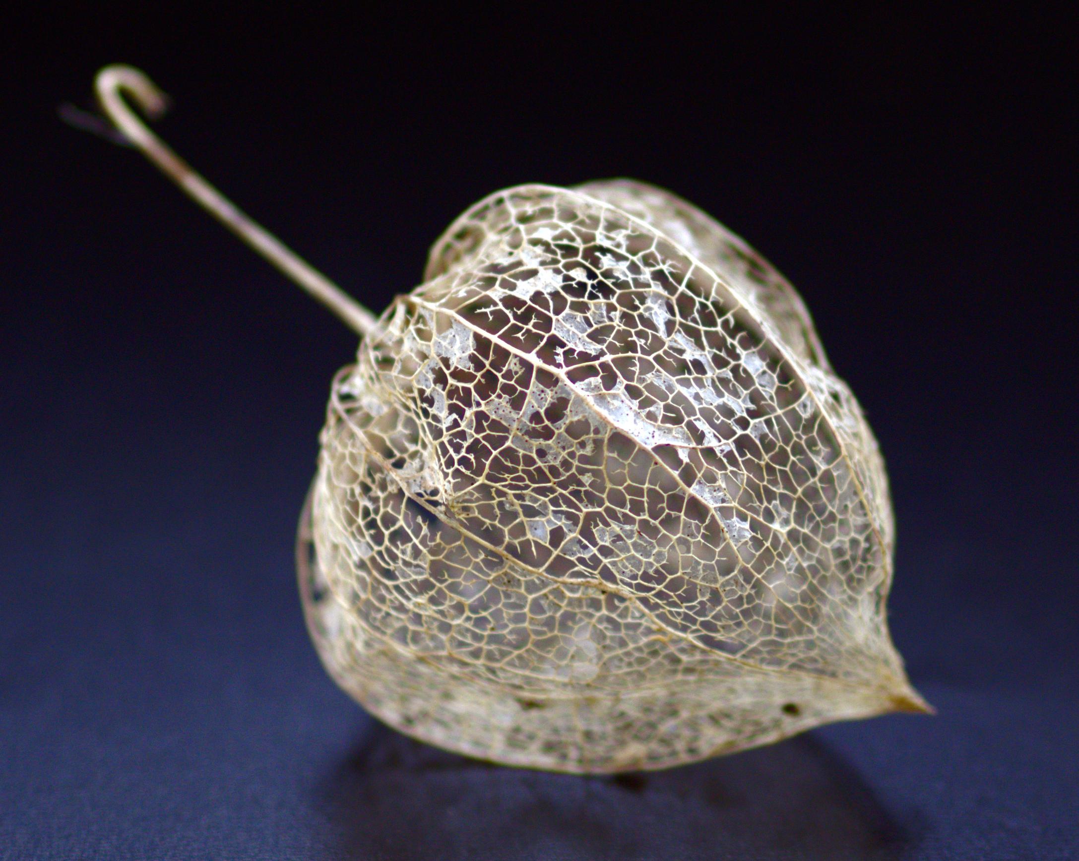 Dried Chinese lantern Alkekengi officinarum showing a delicate open-vein skeleton, natural inspiration for OREYNE handwoven wire jewelry