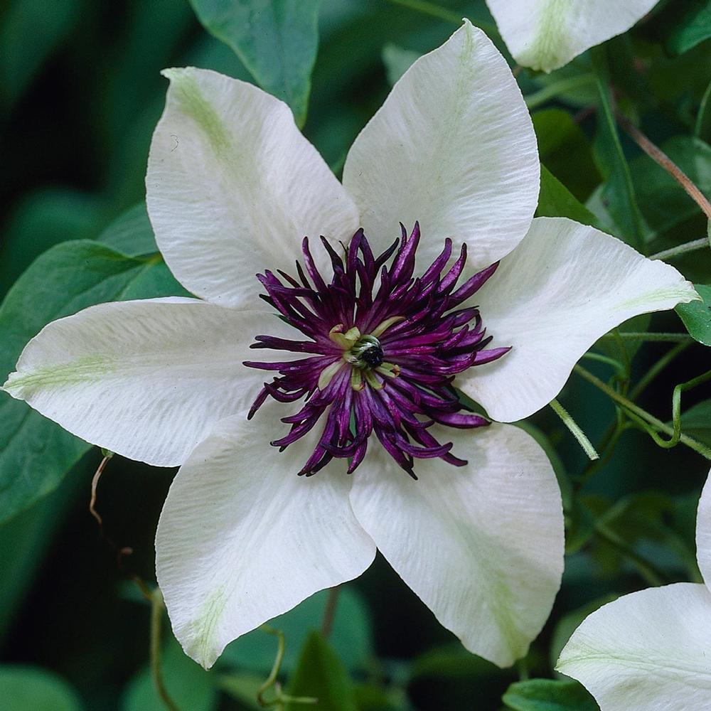 Clematis florida var. sieboldiana with creamy white petals and deep purple center, natural inspiration for OREYNE wire jewelry