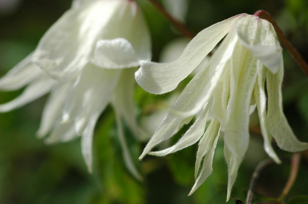 White Clematis macropetala White Swan flowers with drooping curved petals, natural inspiration for OREYNE wire jewelry