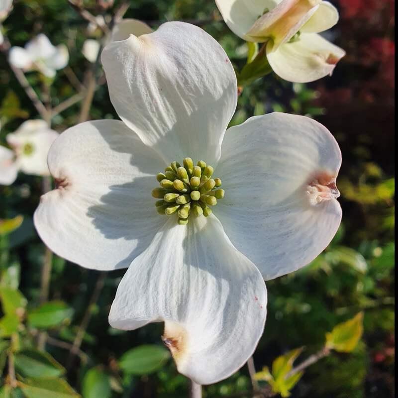 White flowering dogwood Cornus florida with four broad white bracts, natural inspiration for OREYNE handwoven wire jewelry