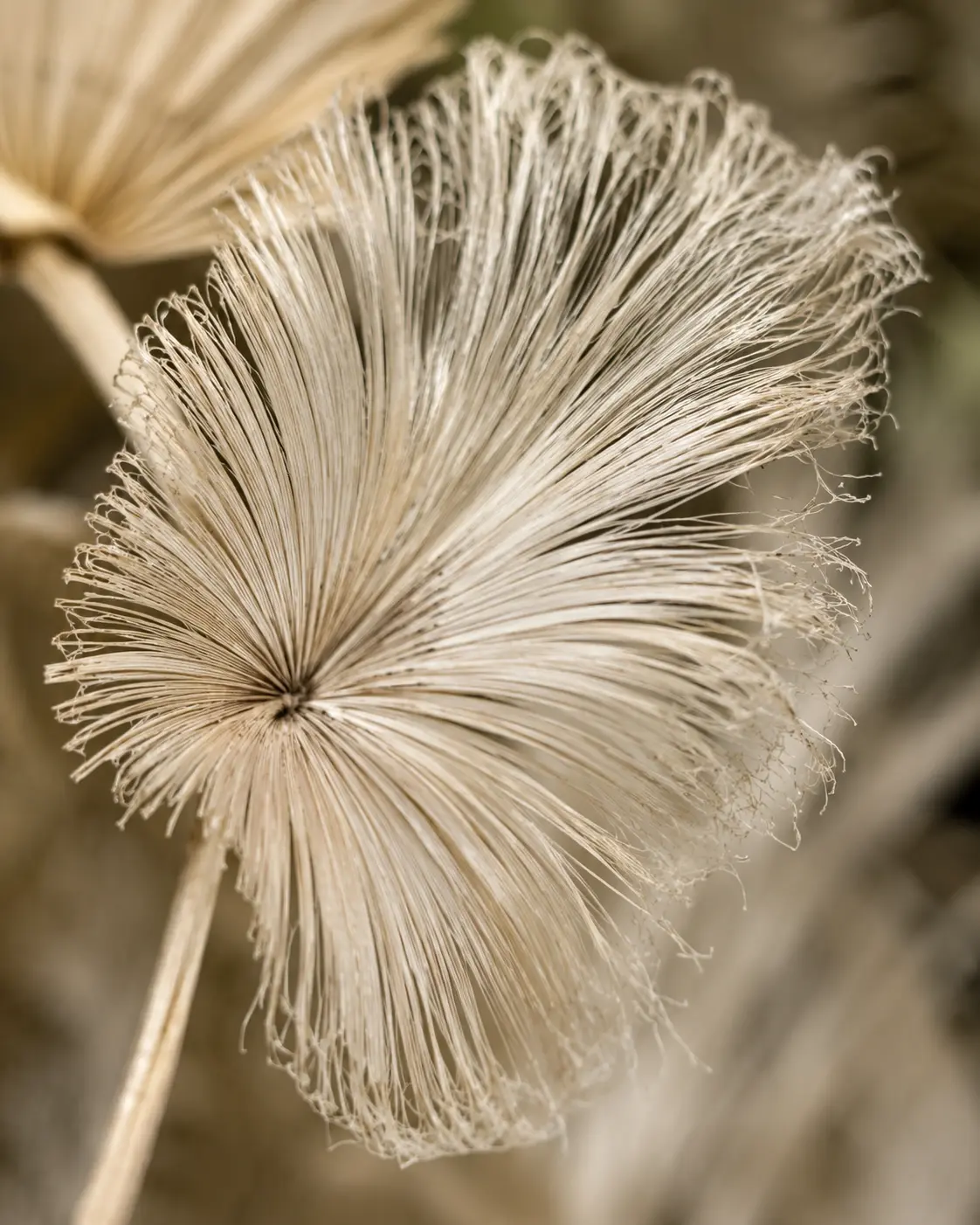 Dried fan-shaped leaf with fine radiating fibers, inspiration for OREYNE wire jewelry