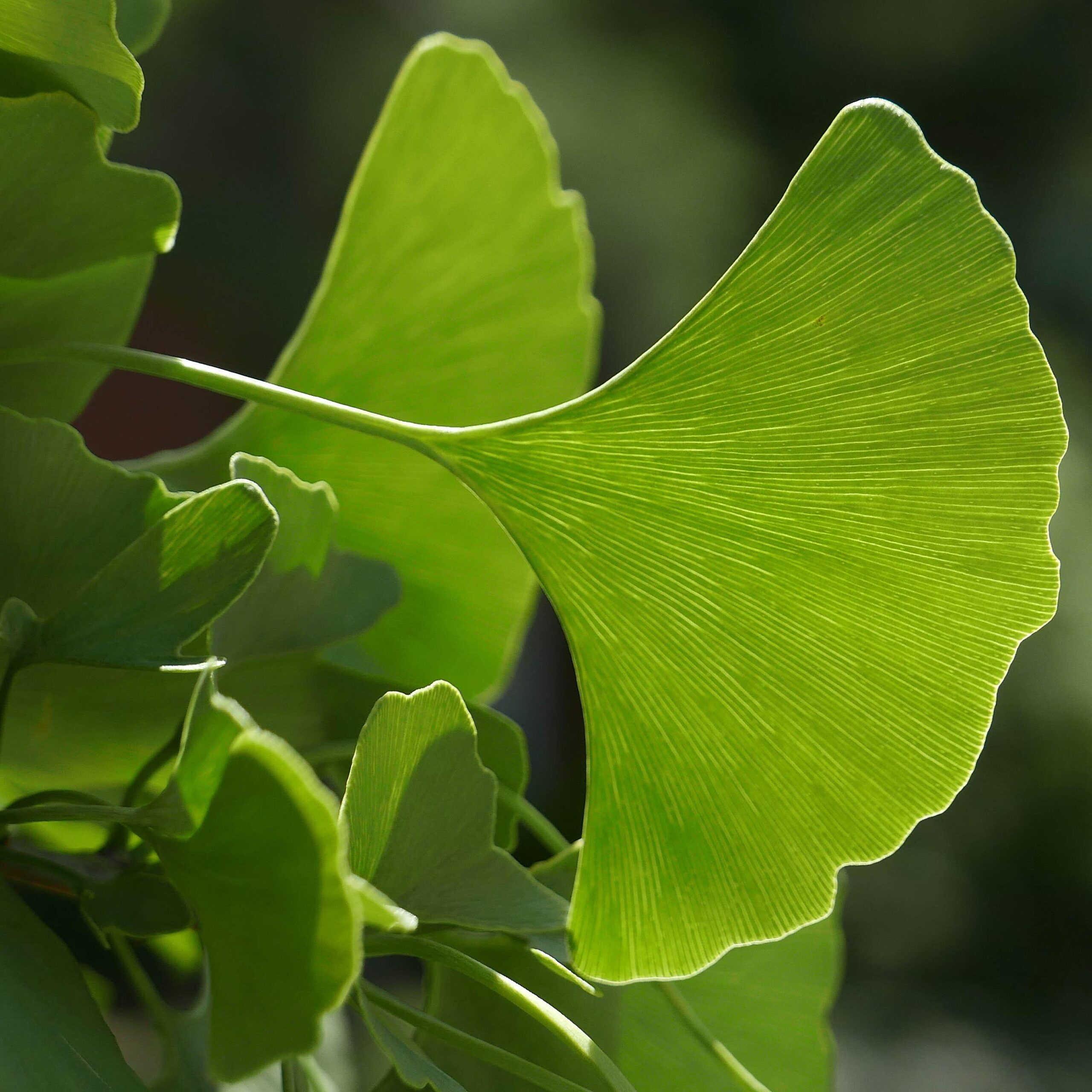 Fan-shaped ginkgo biloba leaf with radiating veins, jewelry design inspiration for OREYNE