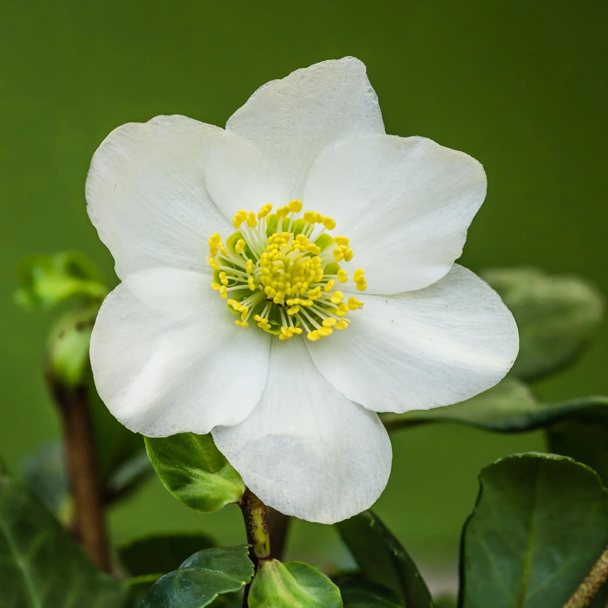 White Helleborus niger Christmas rose with layered petals, natural inspiration for OREYNE wire jewelry