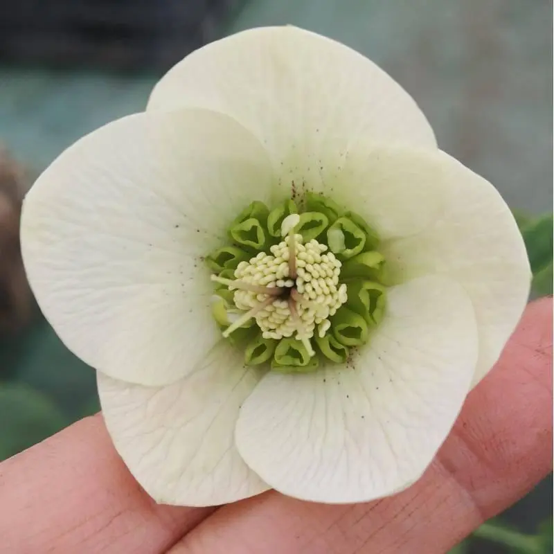 White Helleborus orientalis Anemone White flower with layered petals and green center, natural inspiration for OREYNE wire jewelry