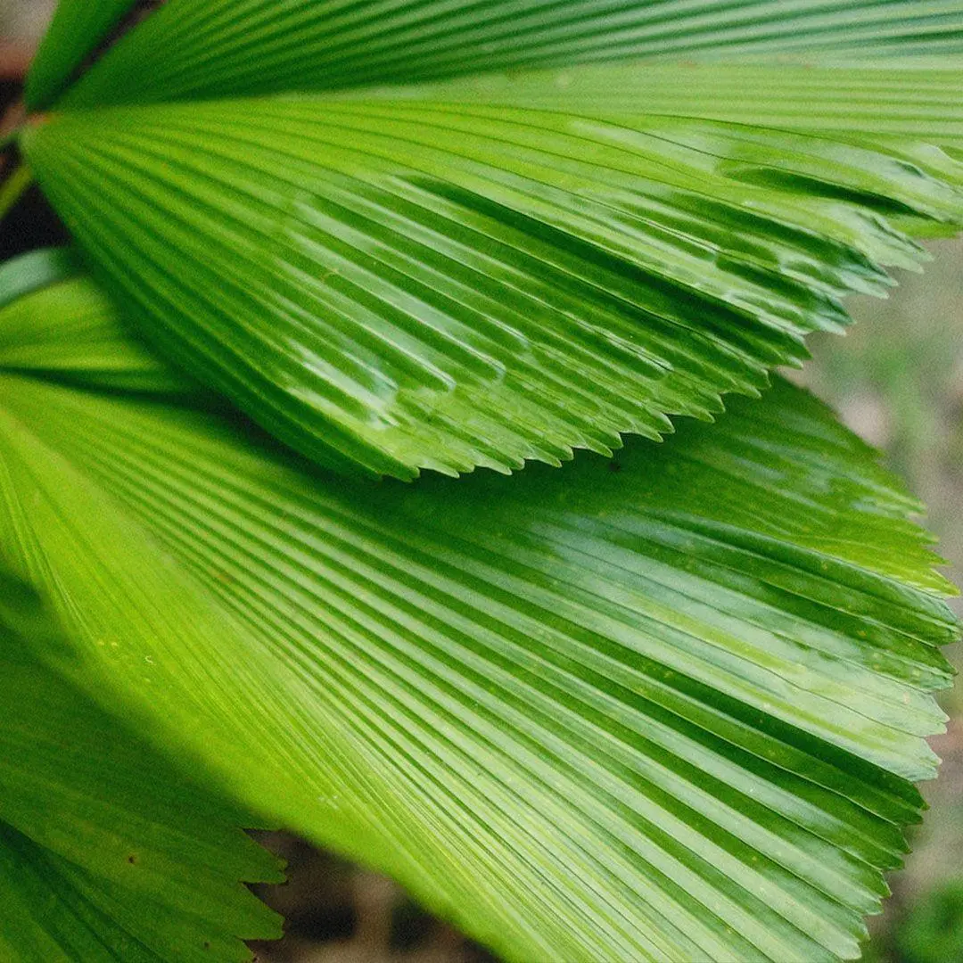 Pleated Licuala grandis leaf inspiring OREYNE wire jewelry