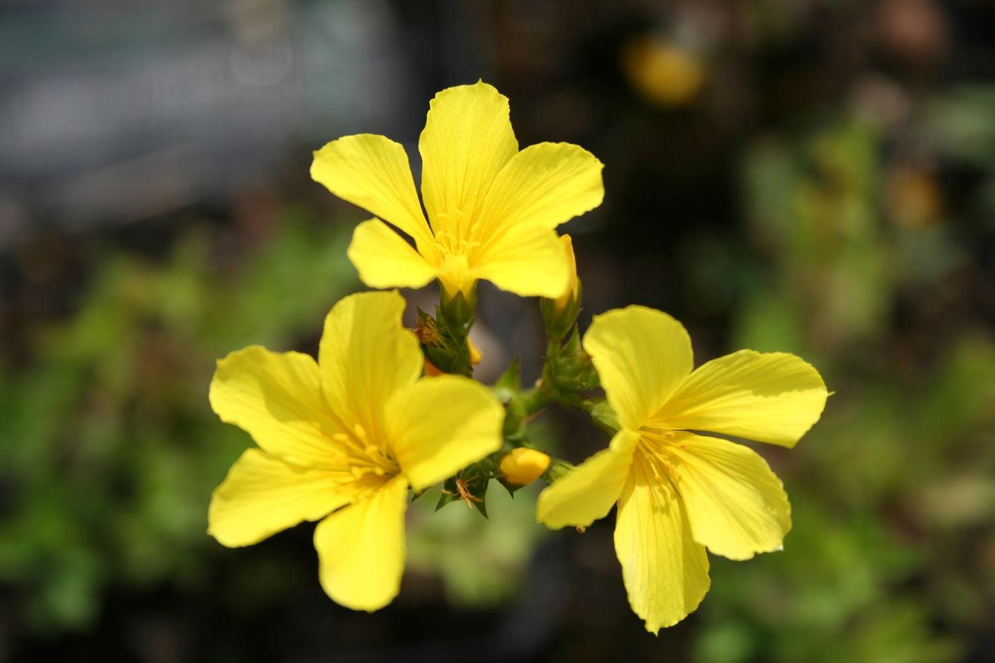 Golden flax Linum flavum flower with five yellow petals, natural inspiration for OREYNE handwoven wire jewelry