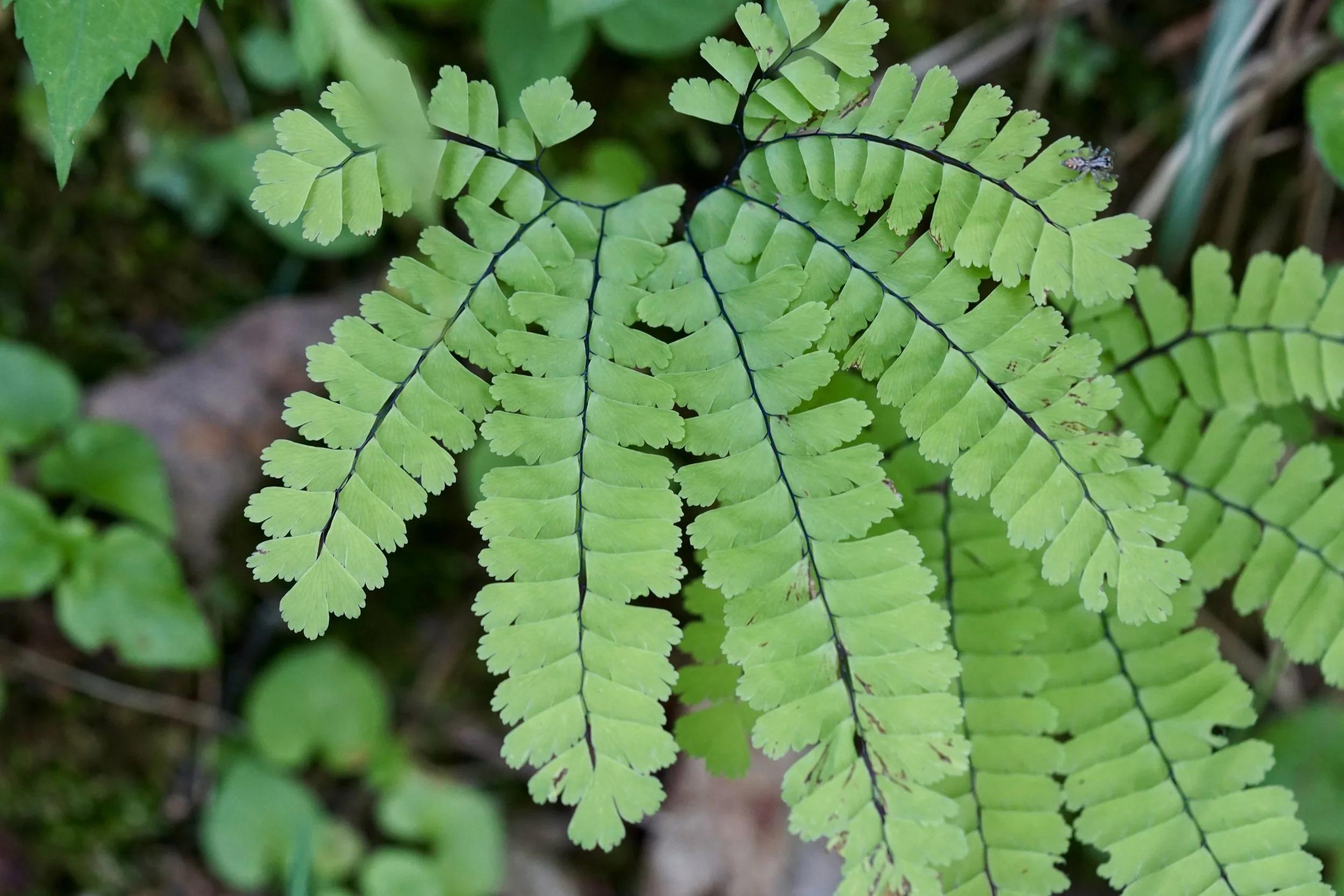 Maidenhair fern with delicate fan-shaped fronds arranged along slender stems