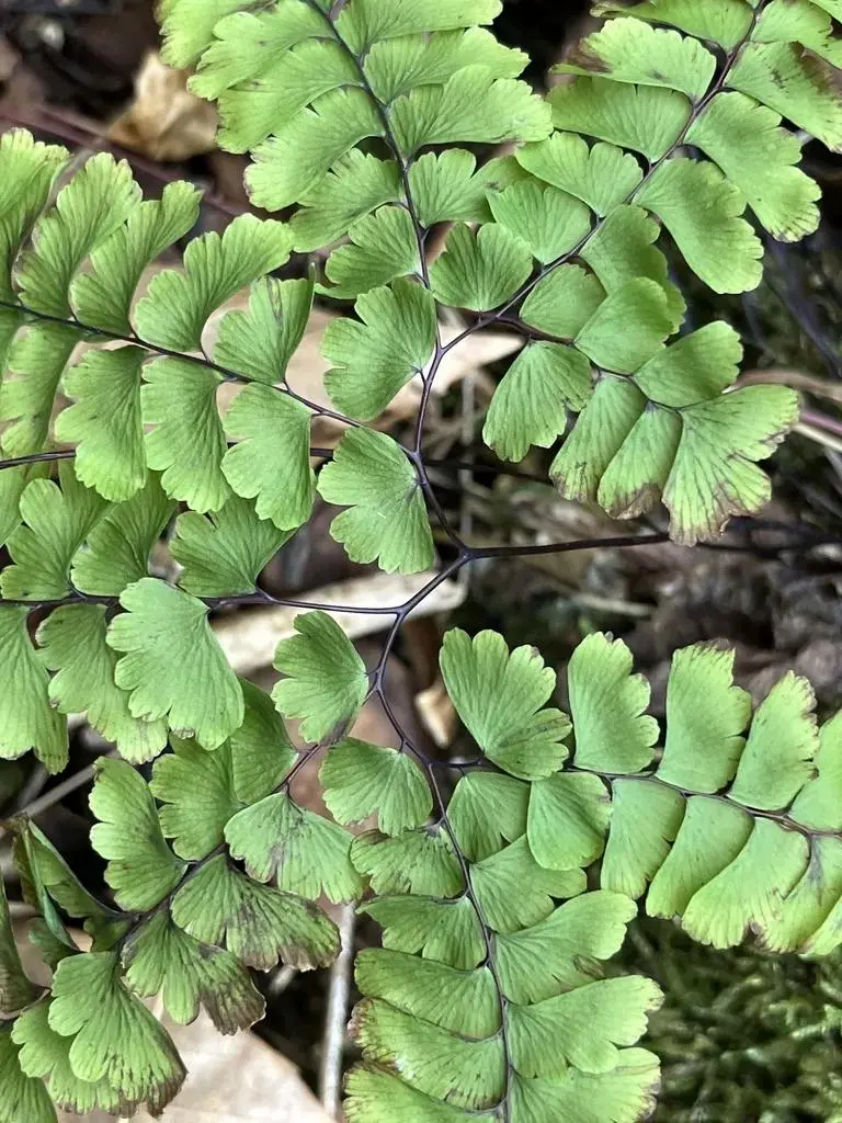 Maidenhair fern with fan-shaped leaflets, inspiration for OREYNE wire jewelry
