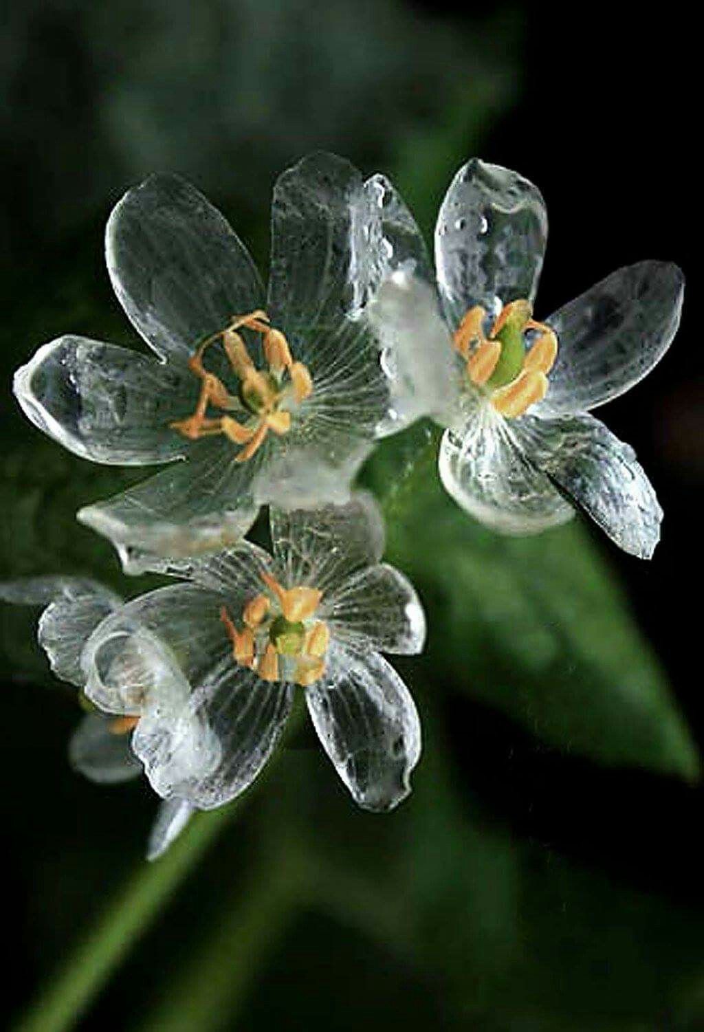 Transparent skeleton flower petals in bloom, natural inspiration for OREYNE handcrafted wire jewelry