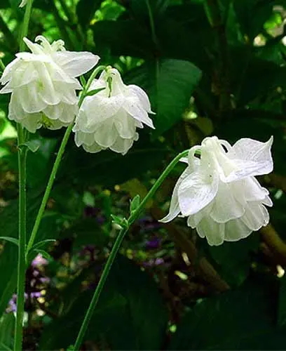 White barlow columbine flower, inspiration for OREYNE wire jewelry