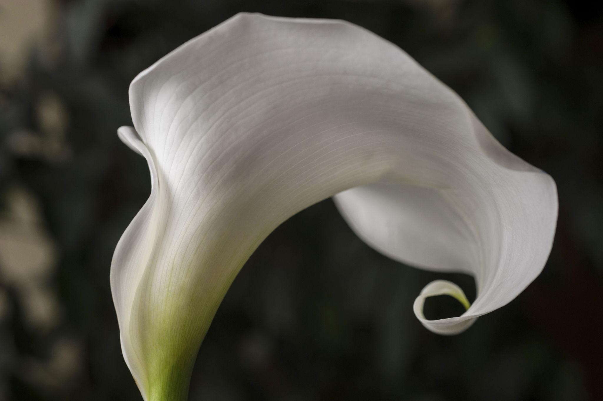 White calla lily with a softly curled sculptural petal and flowing natural curves