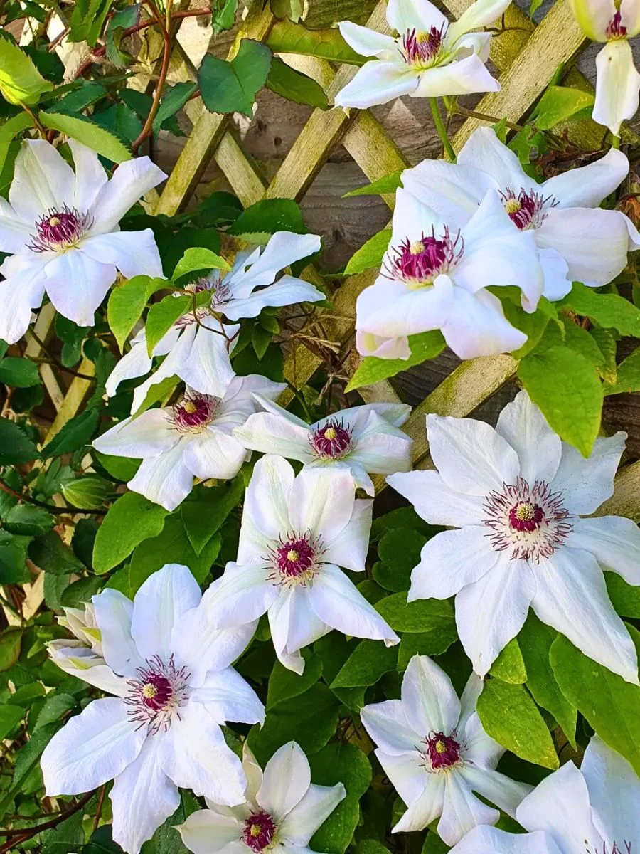 White clematis flowers blooming on a vine, natural inspiration for OREYNE handwoven floral bracelet