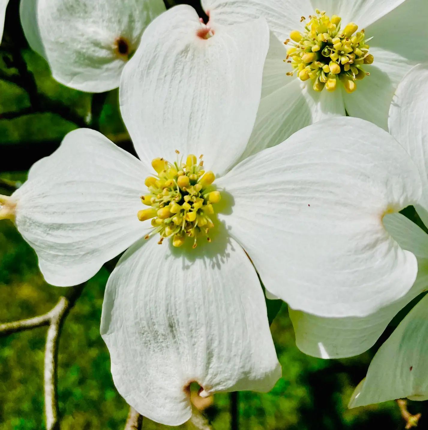 White dogwood flower with a rounded yellow-green center, inspiration for OREYNE flower jewelry