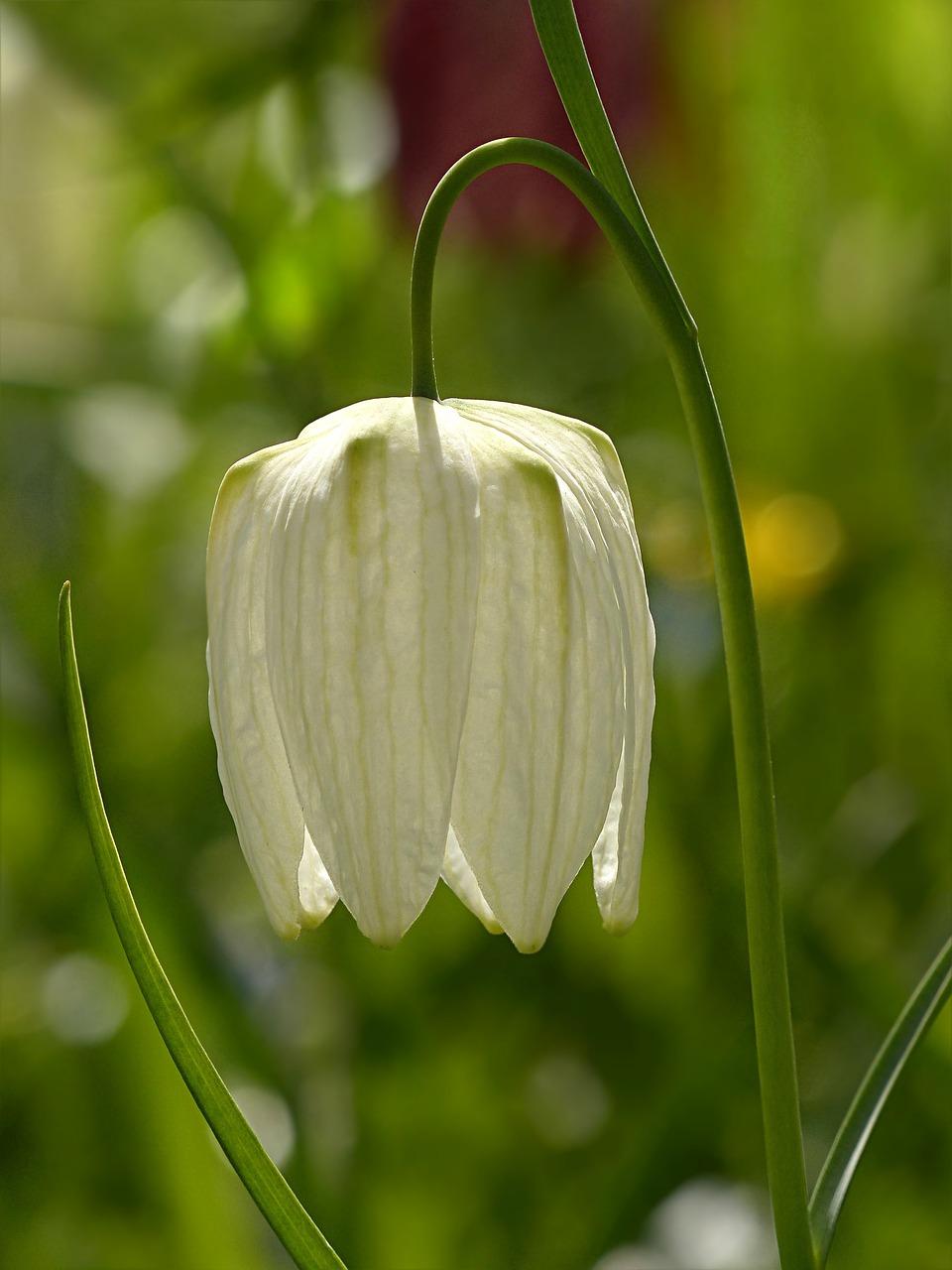 White Fritillaria meleagris Alba bell-shaped flower hanging naturally in bloom
