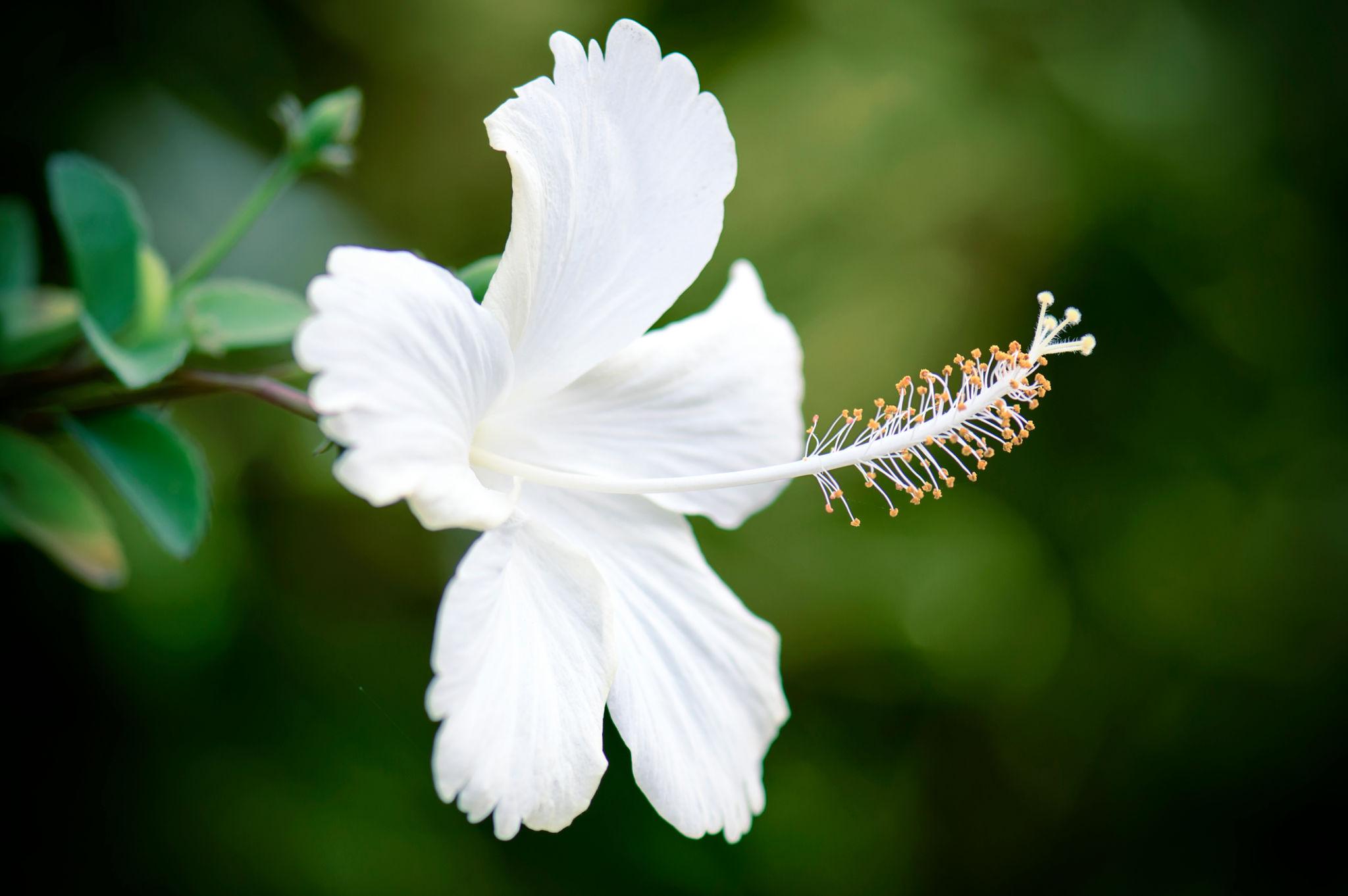 White hibiscus flower with broad flowing petals and an elongated central stamen, natural inspiration for OREYNE handwoven metal jewelry