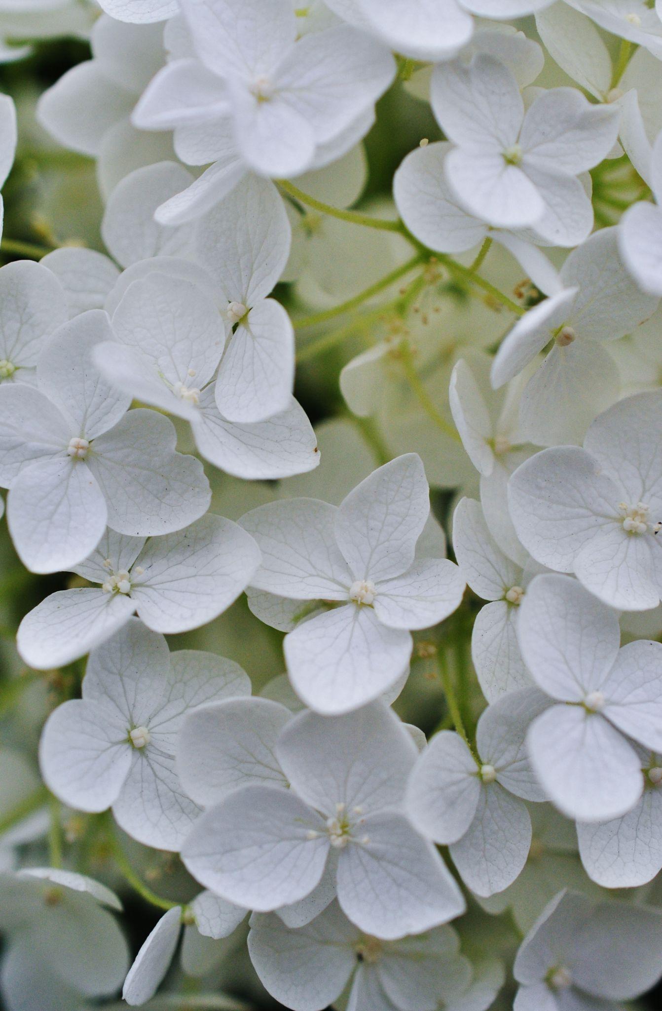 White Hydrangea macrophylla flower cluster with overlapping four-part blooms, natural inspiration for OREYNE handwoven wire jewelry