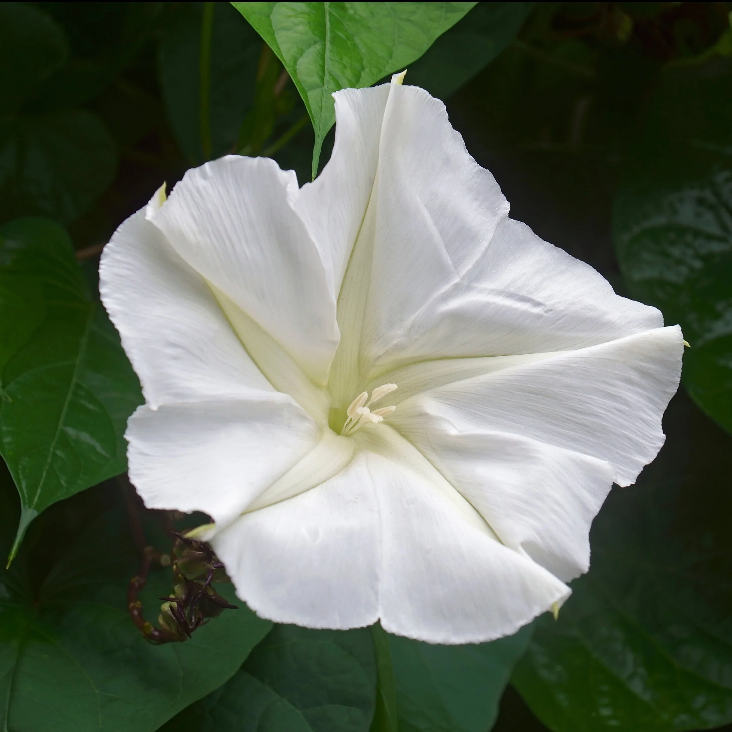 White moonflower with broad funnel-shaped petals, radial veins and softly rippled edges