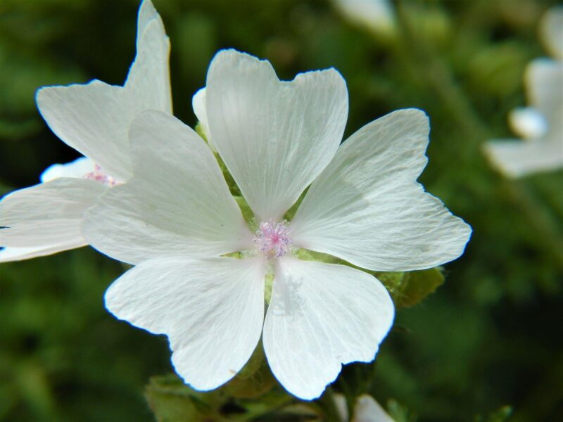 White musk mallow Malva moschata with five veined petals, natural inspiration for OREYNE handwoven wire jewelry