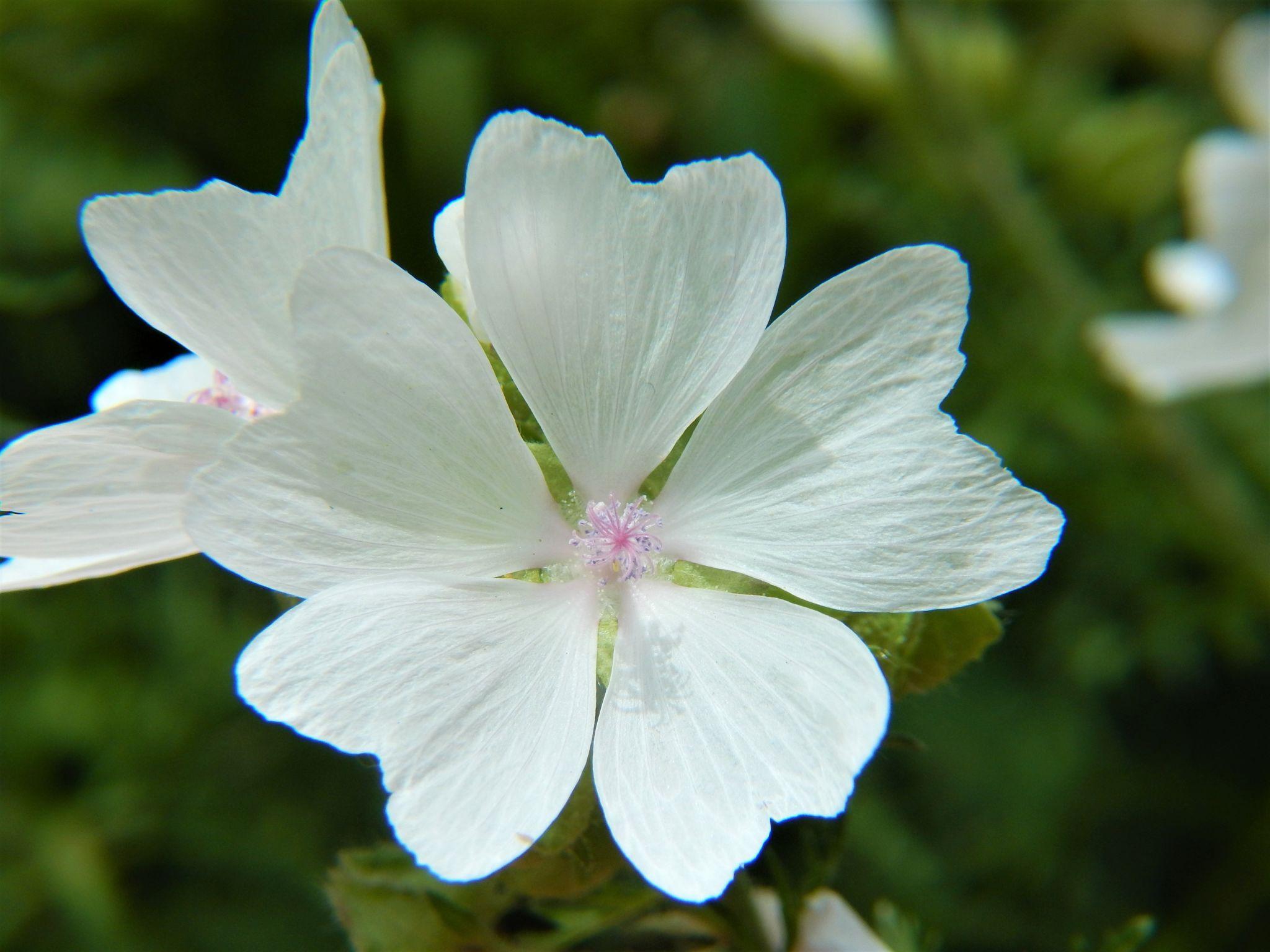 White musk mallow Malva moschata with five veined petals, natural inspiration for OREYNE handwoven wire jewelry