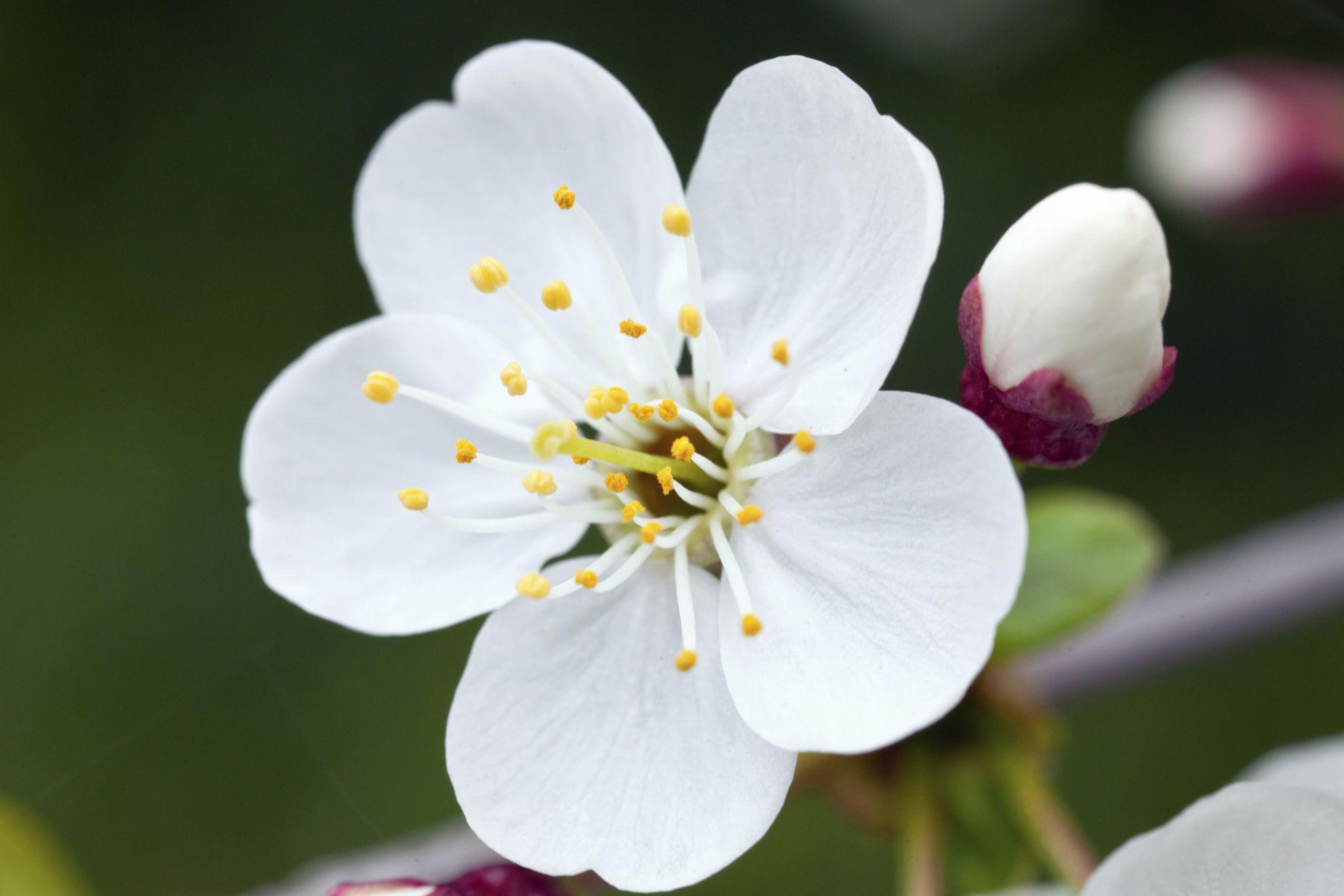 White plum blossom with five delicate petals, natural inspiration for OREYNE handwoven wire jewelry