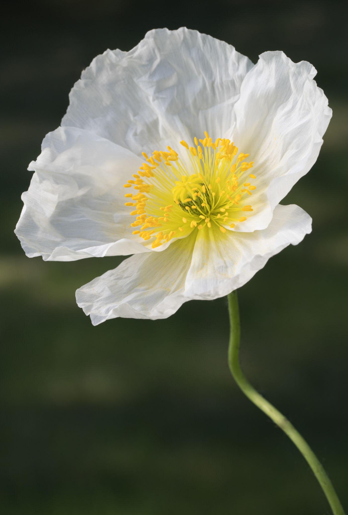 White poppy flower with delicate ruffled petals and golden center, natural inspiration for OREYNE wire jewelry