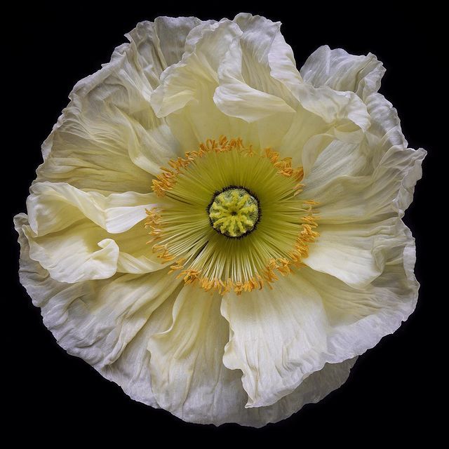 White poppy flower with soft layered petals and a ring of golden yellow stamens