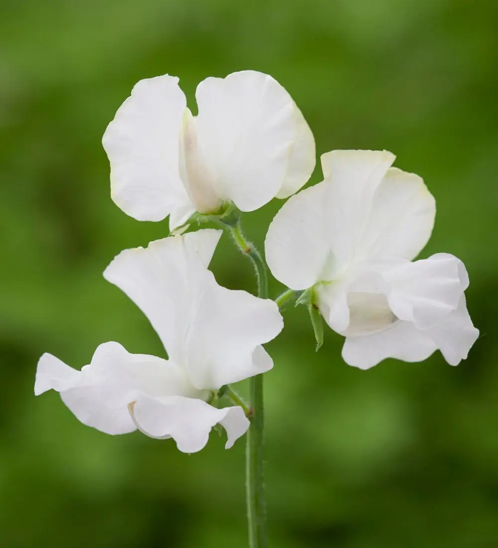 White sweet pea flower with soft wing-like petals, inspiration for OREYNE wire jewelry