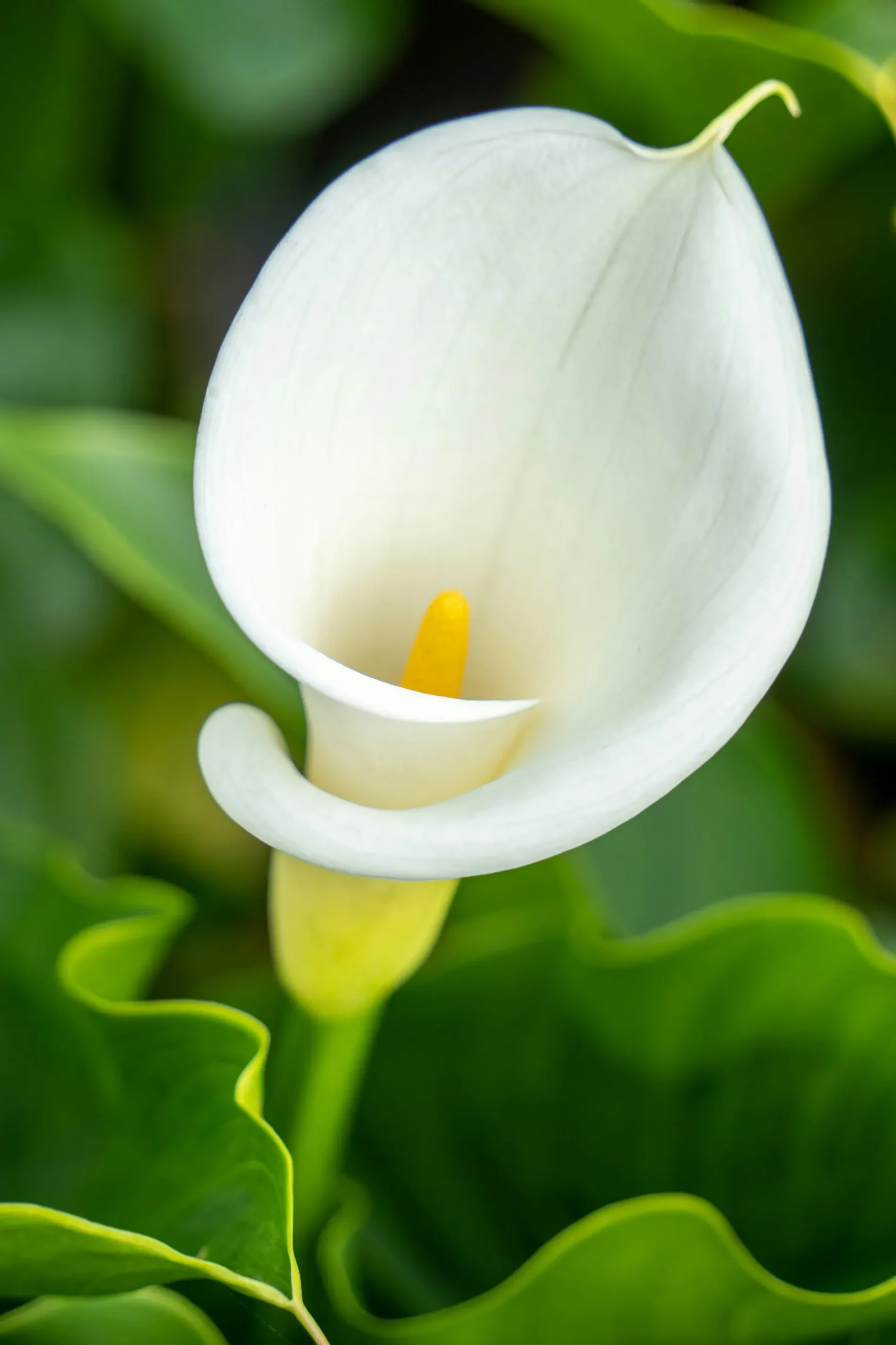 White Zantedeschia aethiopica calla lily with curved spathe and yellow center, natural inspiration for OREYNE wire jewelry