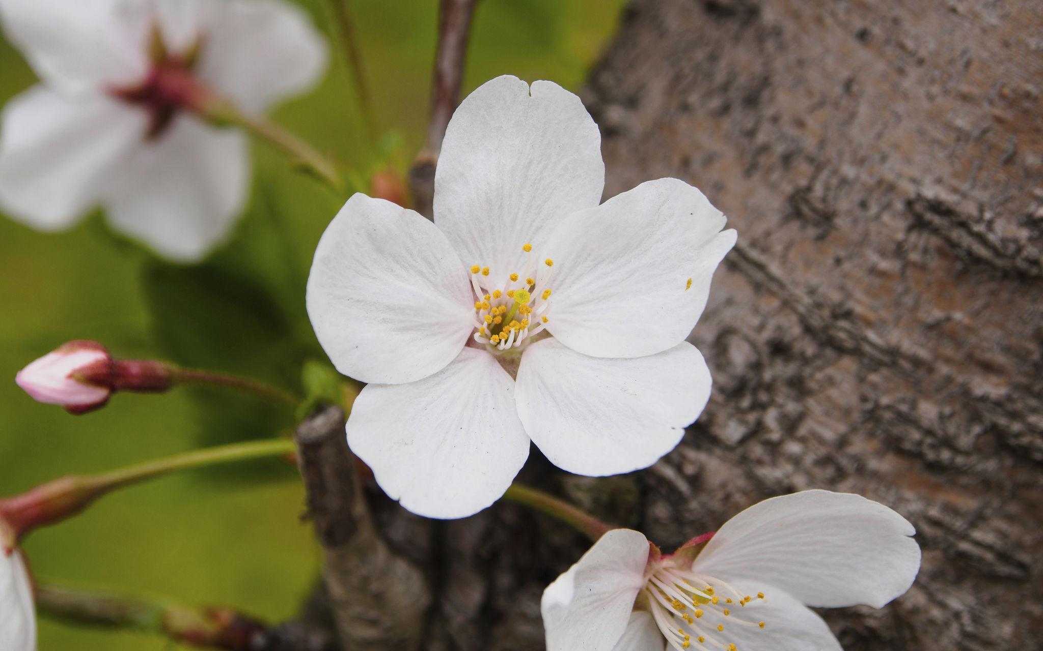 White five-petal blossom inspiring OREYNE botanical jewelry