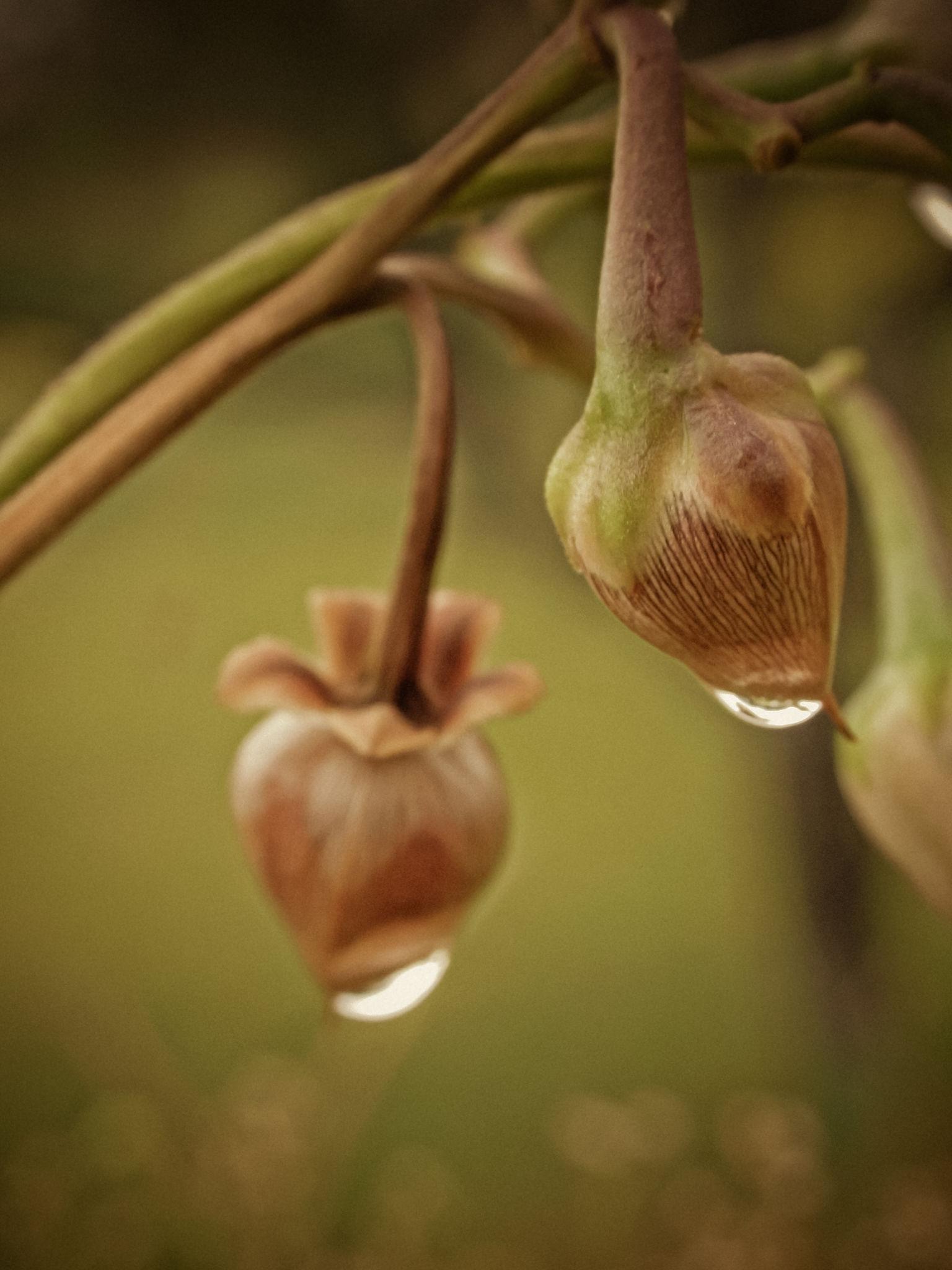 Dewdrop suspended beneath a botanical bud inspiring OREYNE jewelry