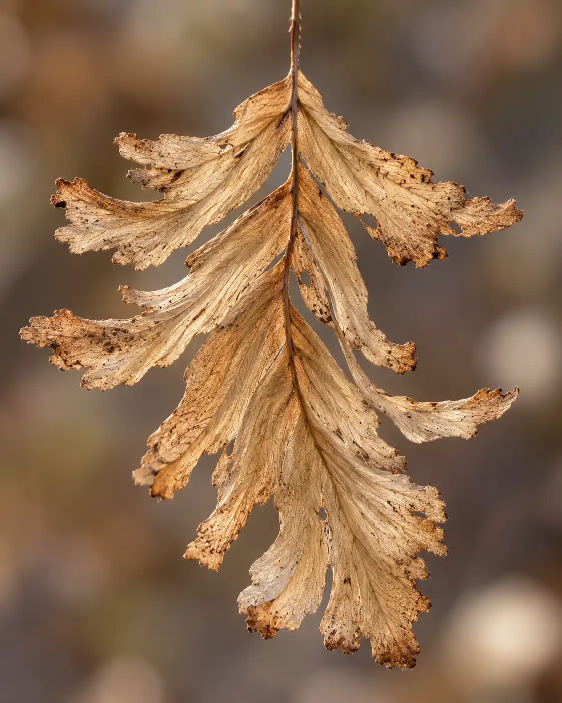 Skeleton leaf framework, the inspiration for OREYNE sculptural drop earrings