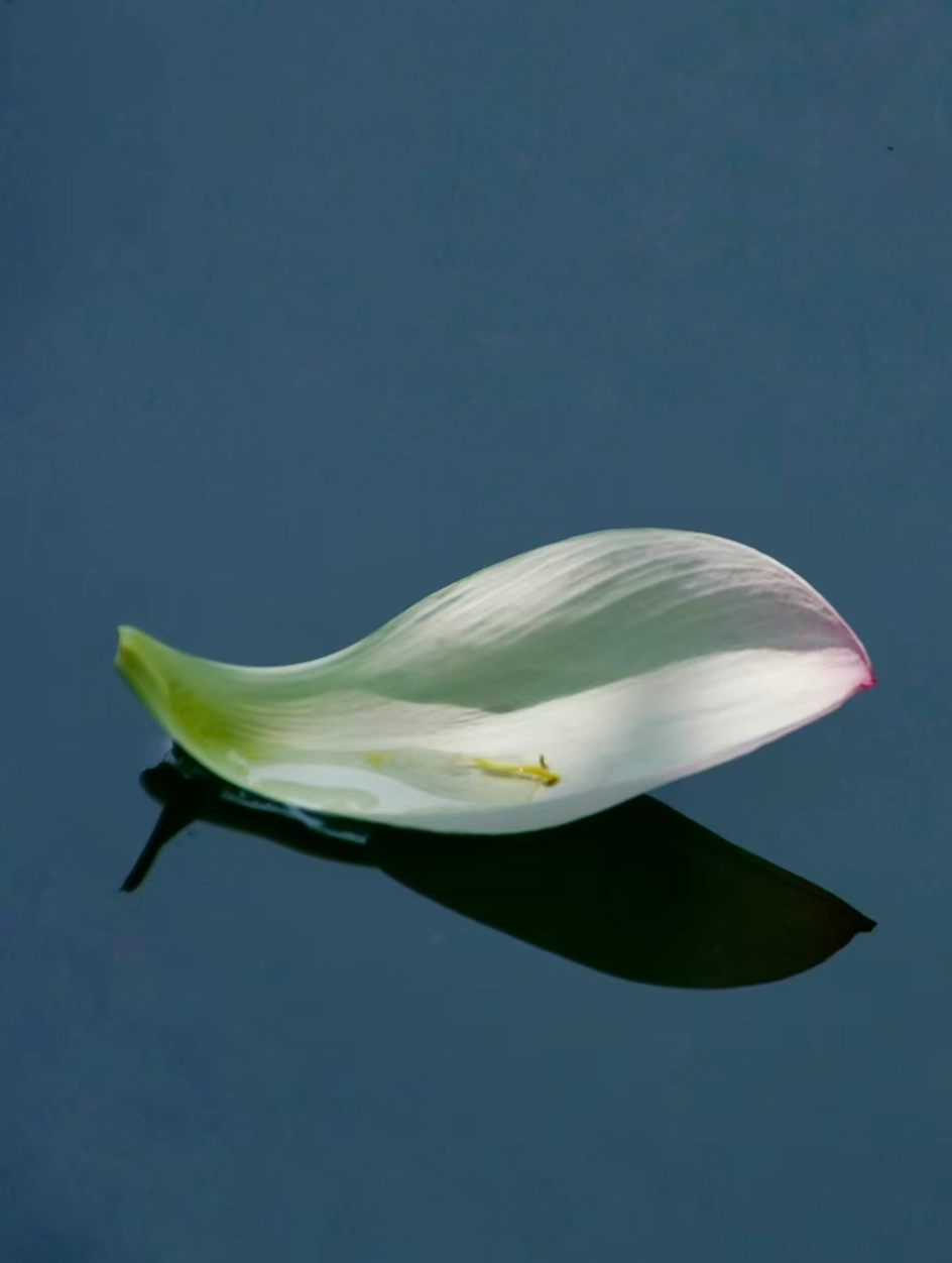 A fallen flower petal observed as inspiration for OREYNE jewelry