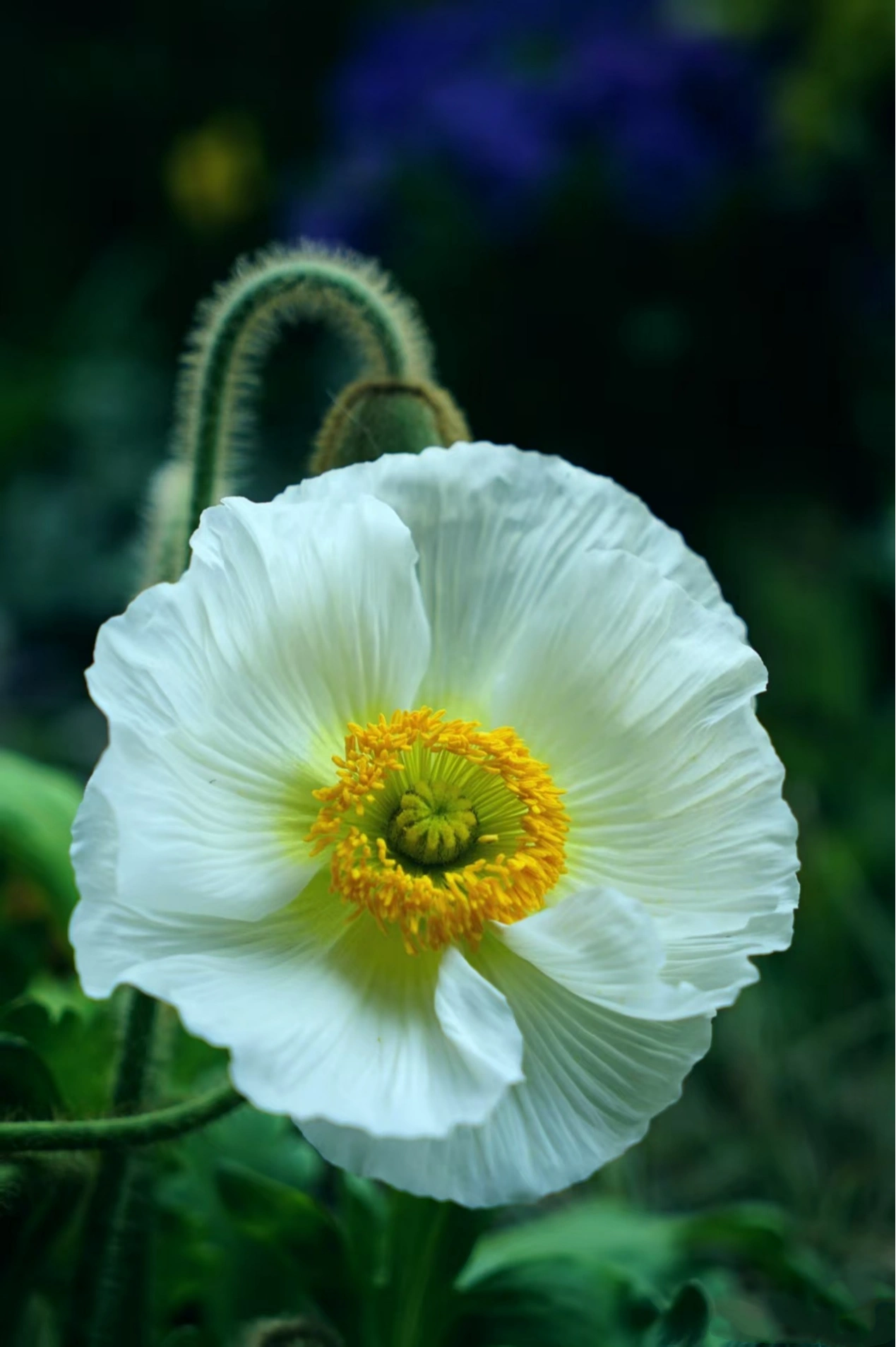 White flower studied as natural inspiration for an OREYNE design