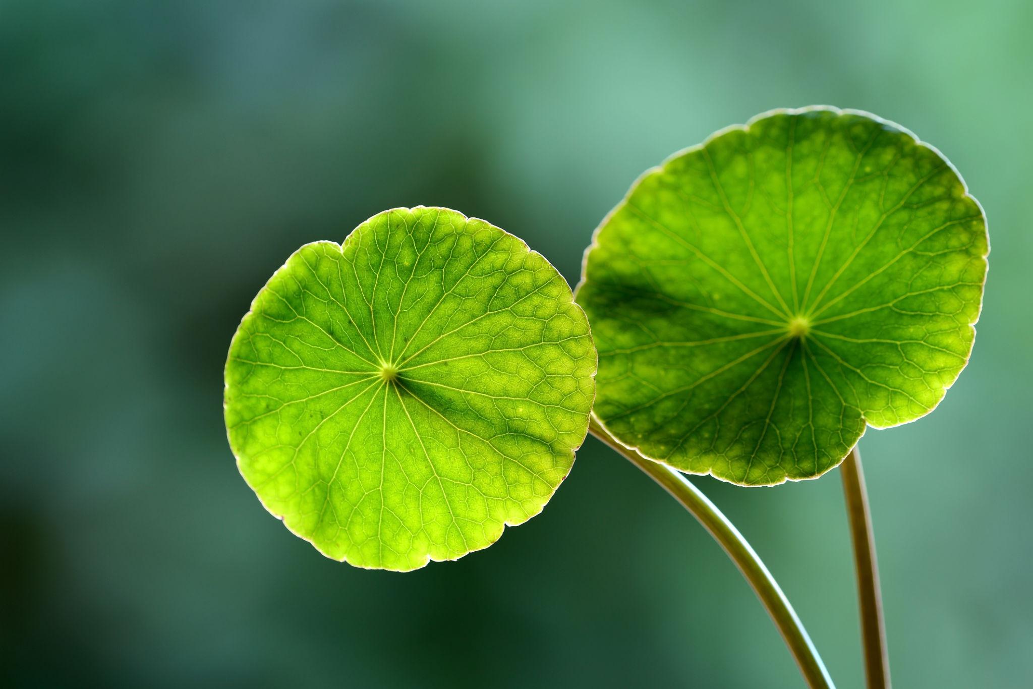 Radiant botanical bloom, the inspiration for OREYNE statement earrings