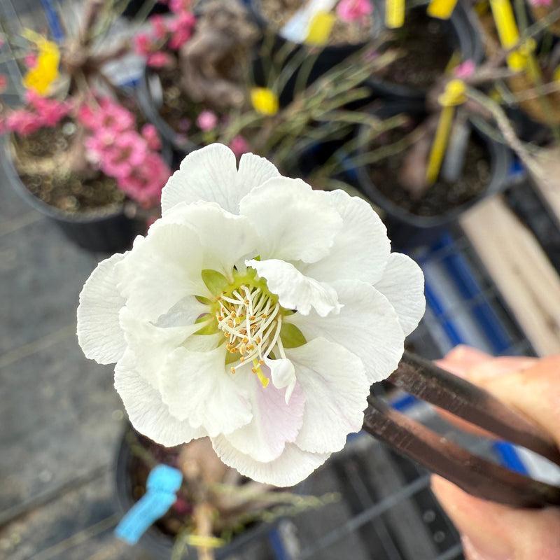 Pink Cotton Rose blossom with layered petals, the inspiration for OREYNE earrings