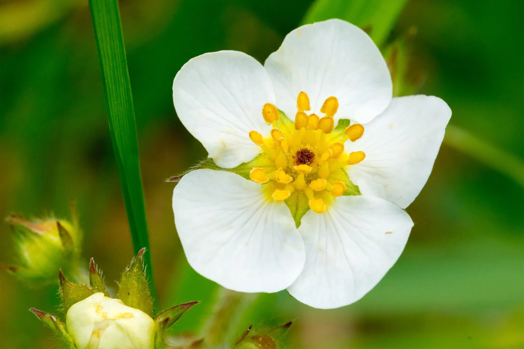 White strawberry blossom inspiring OREYNE botanical jewelry