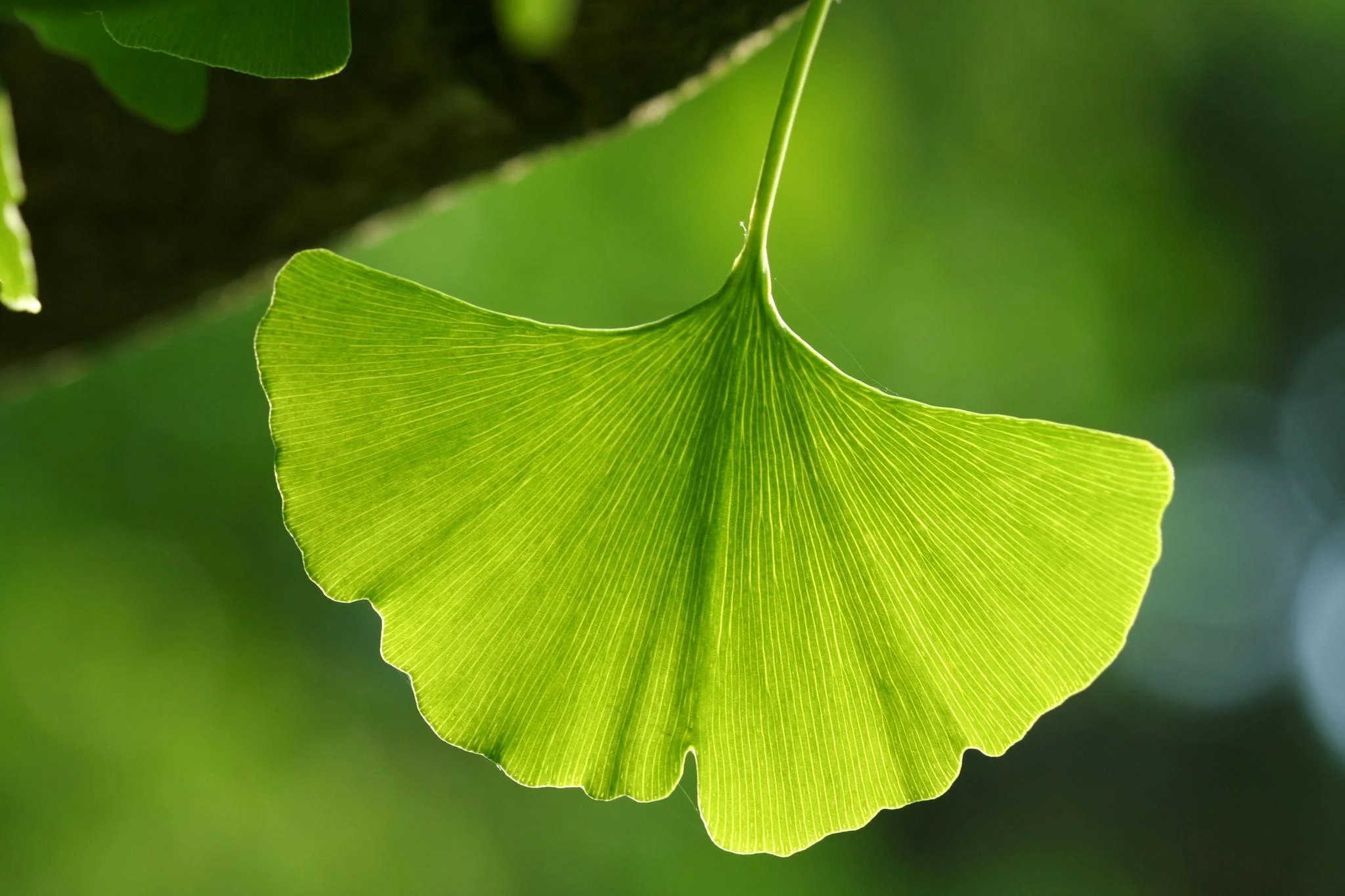 Ginkgo Leaf natural inspiration