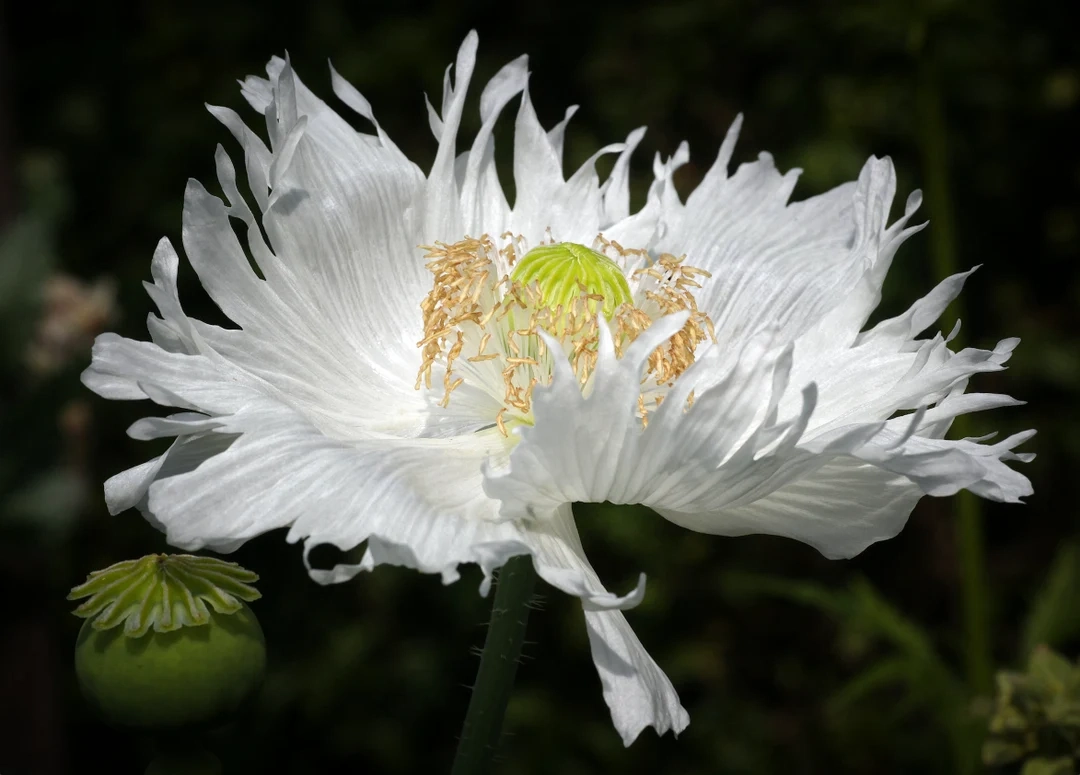 White Poppy natural inspiration