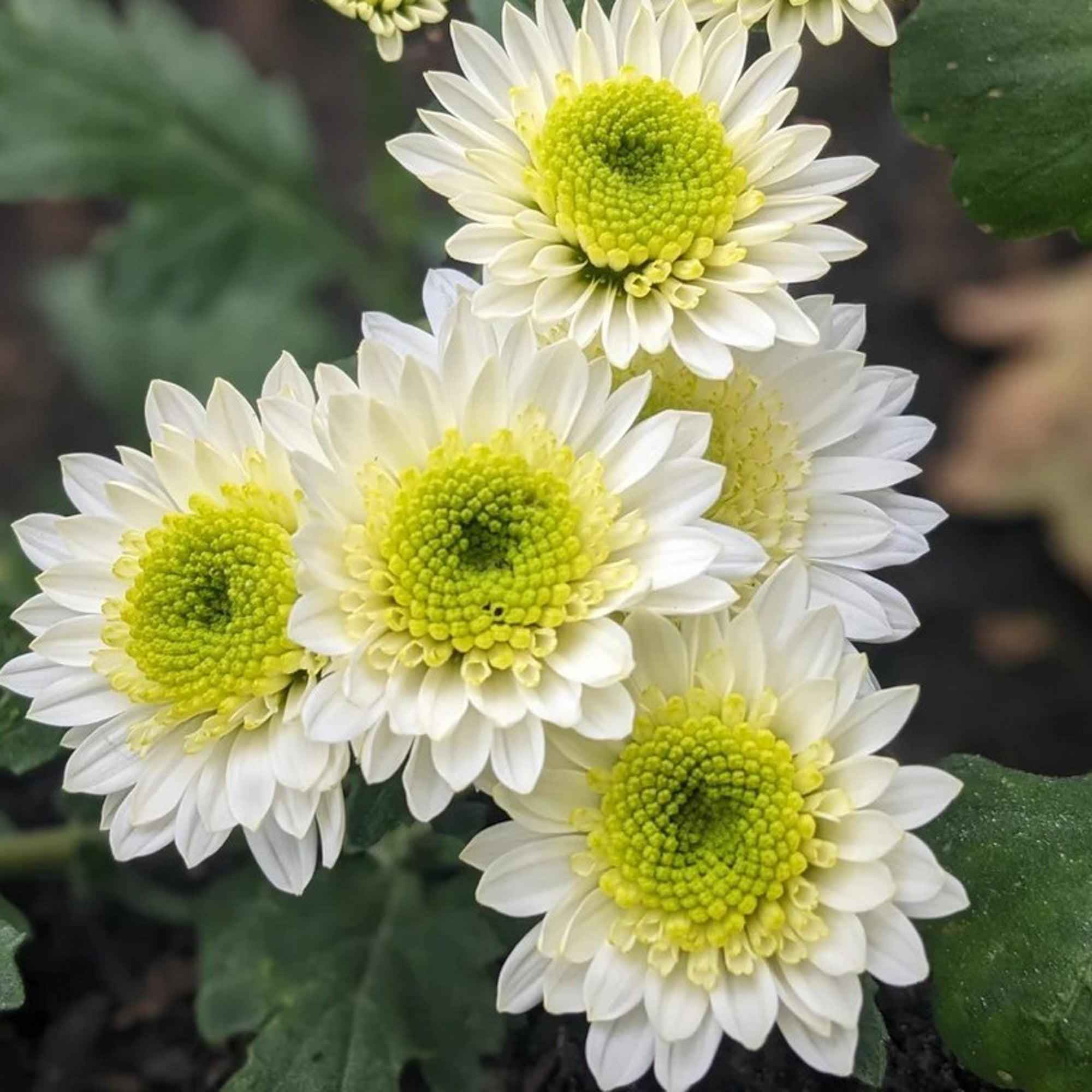 White chrysanthemum flower inspiration