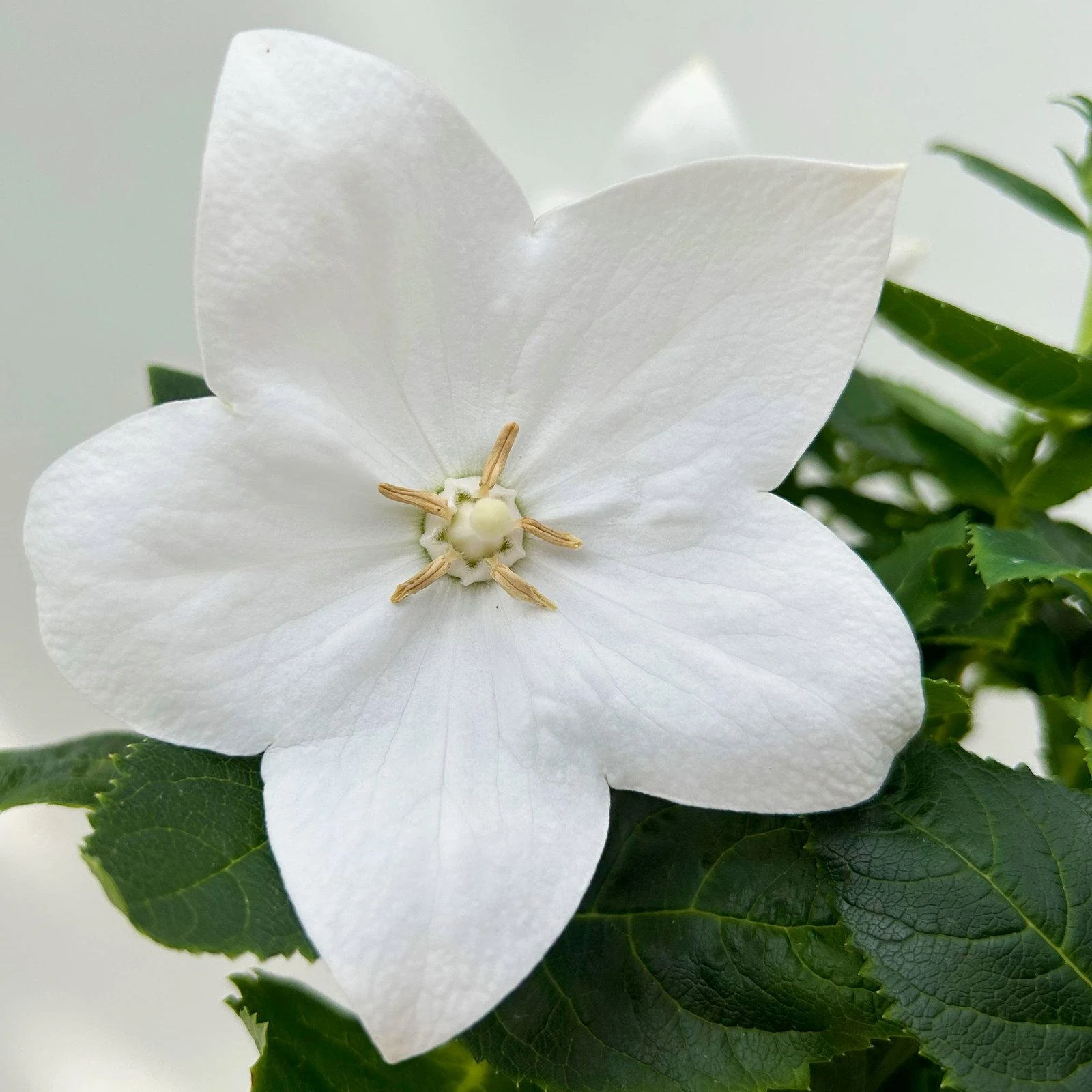 White Balloon Flower natural inspiration