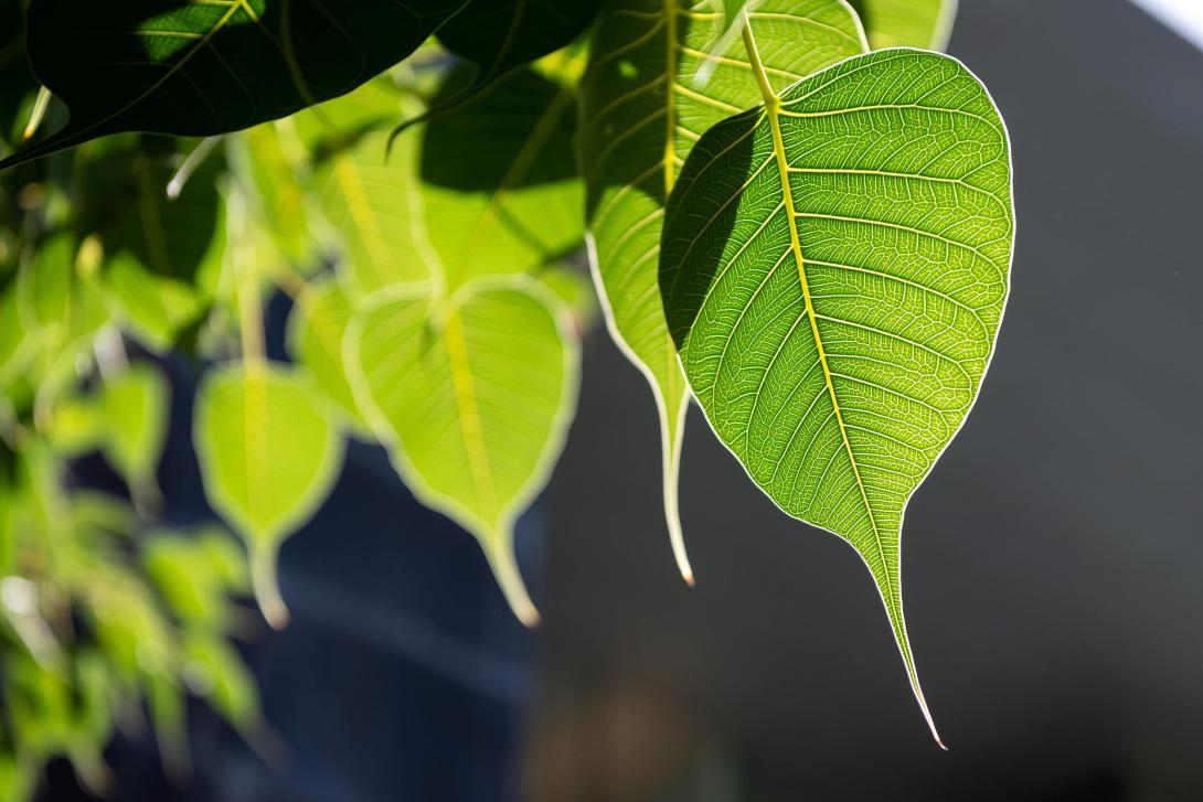 Bodhi leaves with pointed tips and visible veins